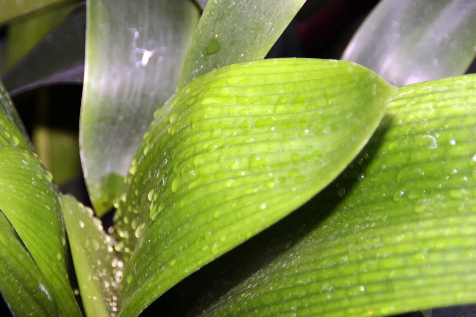 Kaffir Lily (Clivia Miniata) — it can be easily maintained indoors during winter months.<br><br>Perfect for USDA hardiness zones 9 to 11; the, image 80