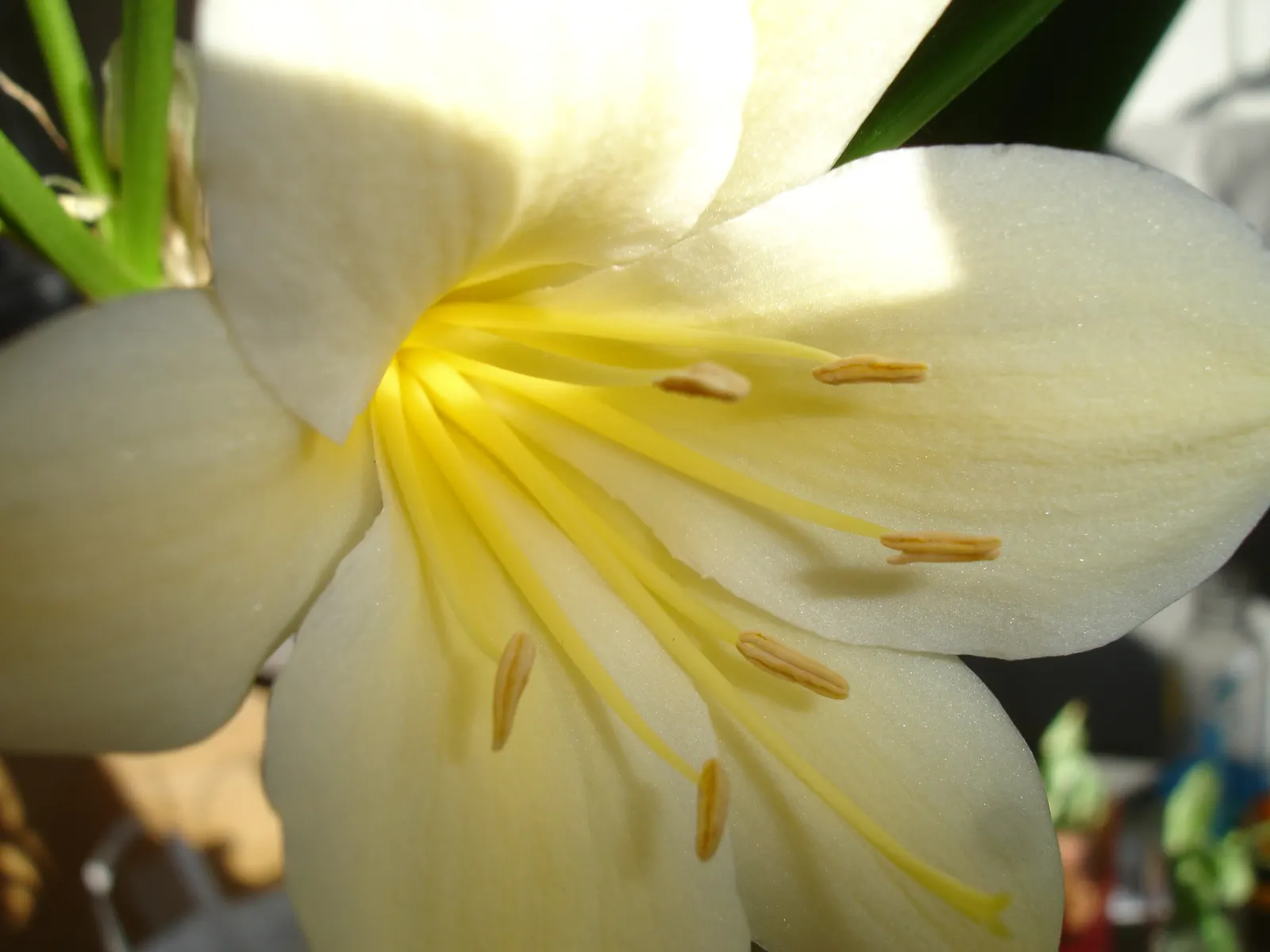 Kaffir Lily (Clivia Miniata) — lush foliage and striking blossoms; the blooms display a vivid range of colors from deep orange to red, image 119