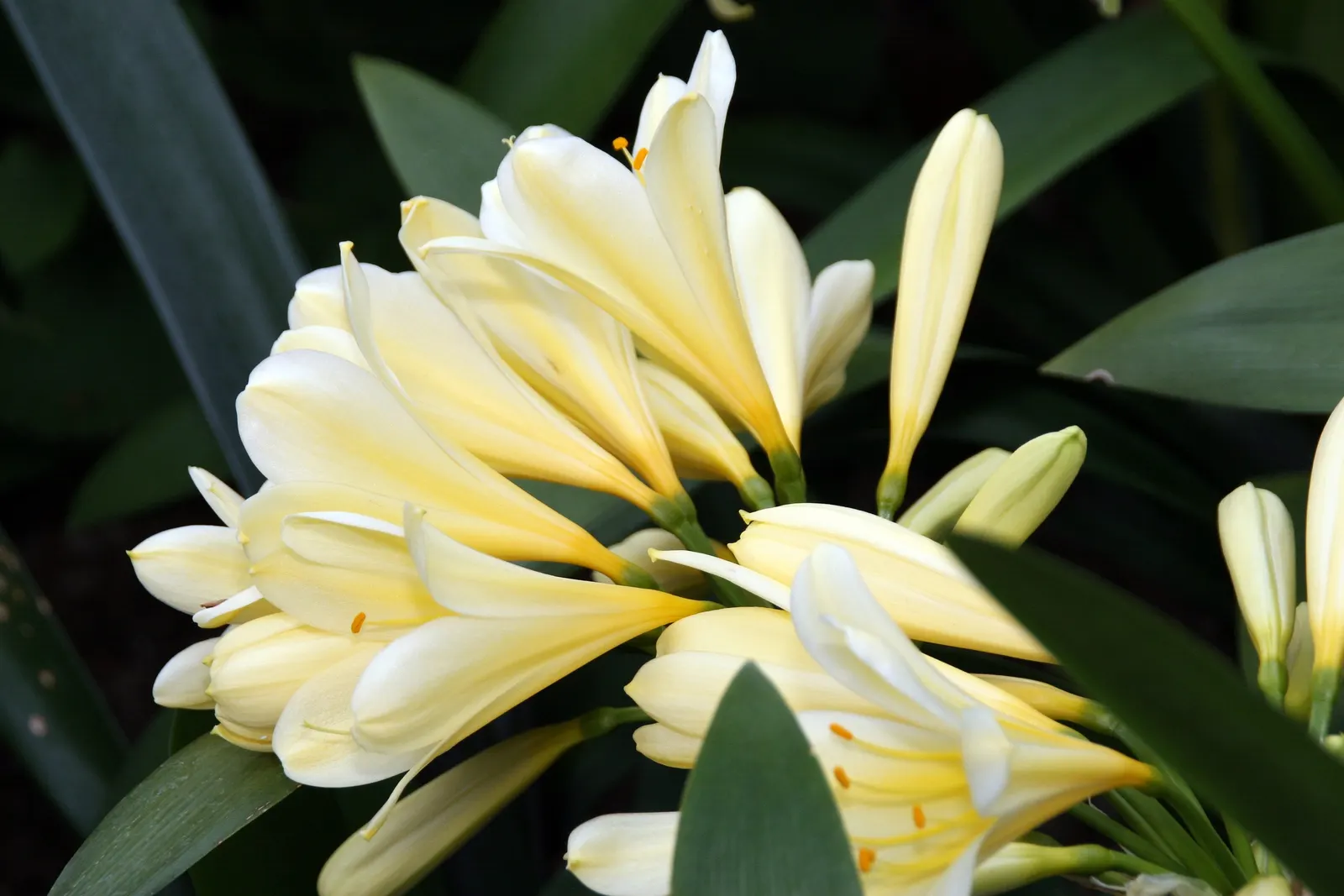 Kaffir Lily (Clivia Miniata) — the Kaffir Lily yields best results when left undisturbed; this evergreen is drought-tolerant once established and prefers
