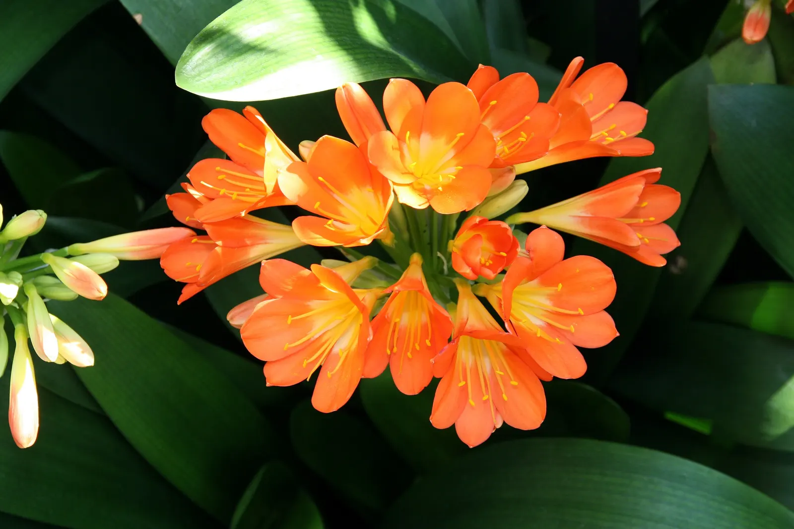 Kaffir Lily (Clivia Miniata) — forming a clump that does not exceed 2 feet in width; the blooms display a vivid range of colors from deep orange to, image 67