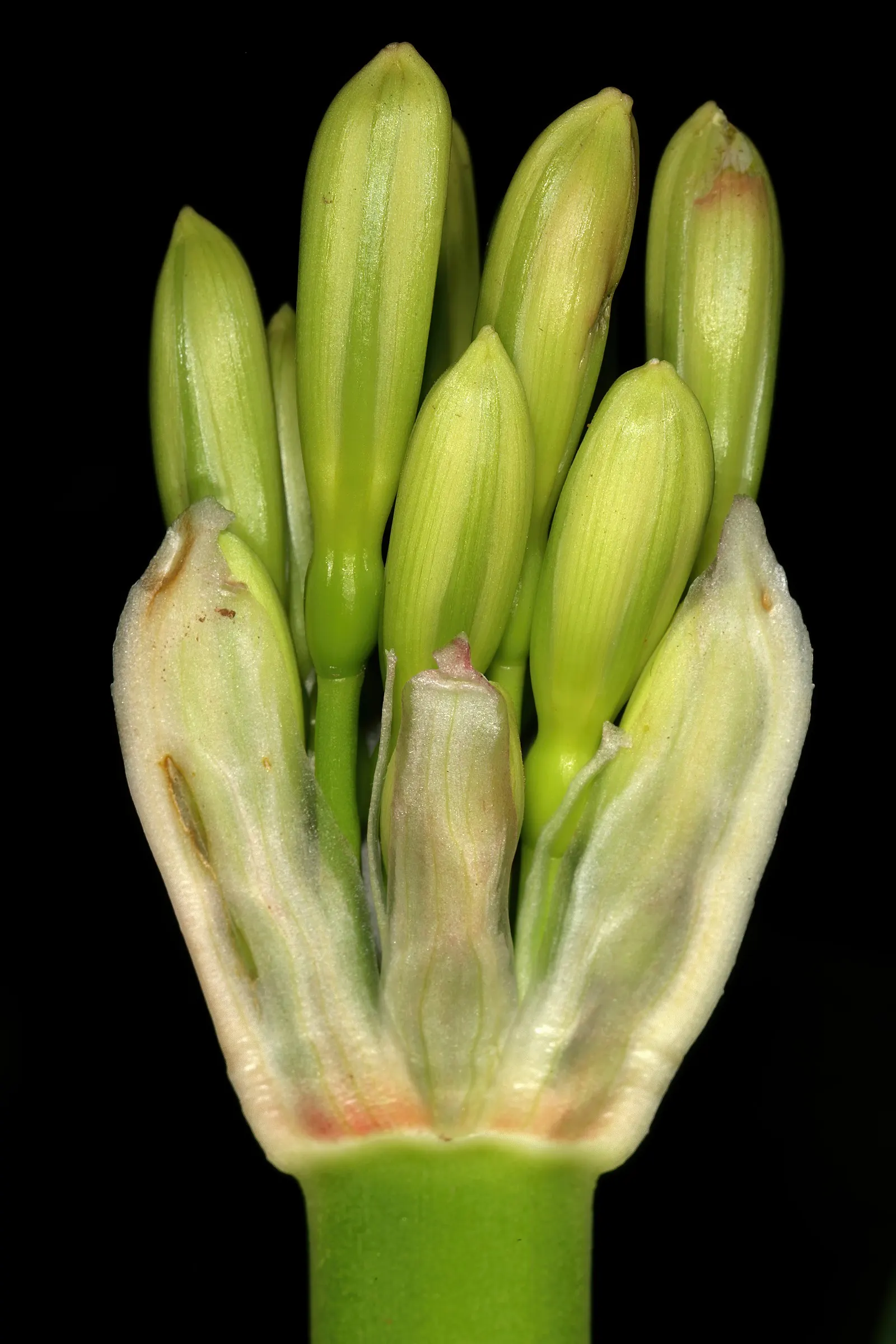Kaffir Lily (Clivia Miniata) — forming a clump that does not exceed 2 feet in width; the blooms display a vivid range of colors from deep orange to, image 123