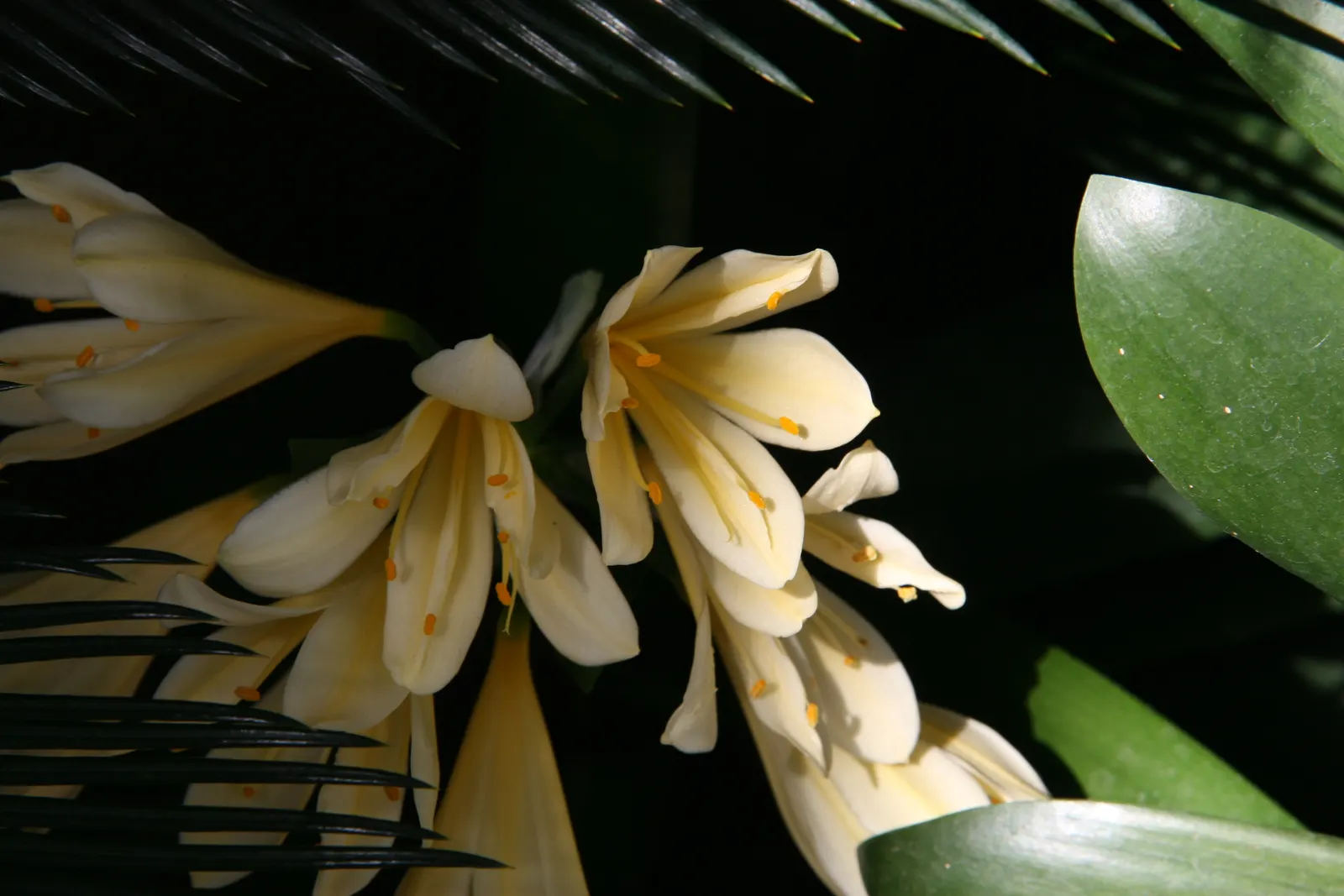 Kaffir Lily (Clivia Miniata) — The Kaffir Lily boasts a robust root system; this evergreen is drought-tolerant once established and prefers, image 69