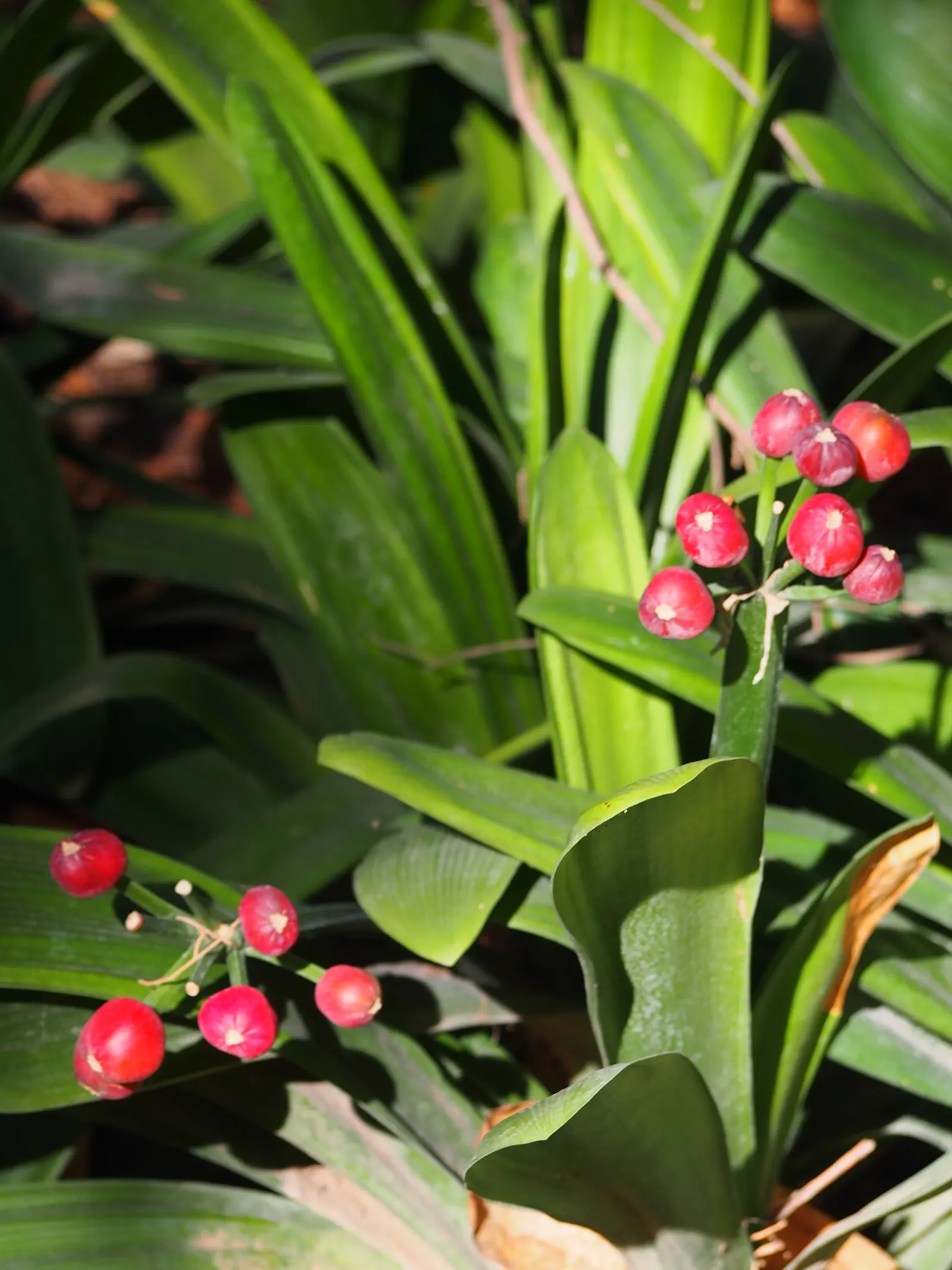 Kaffir Lily (Clivia Miniata) — is a shade-loving perennial with thick; this evergreen is drought-tolerant once established and prefers well-drained soil