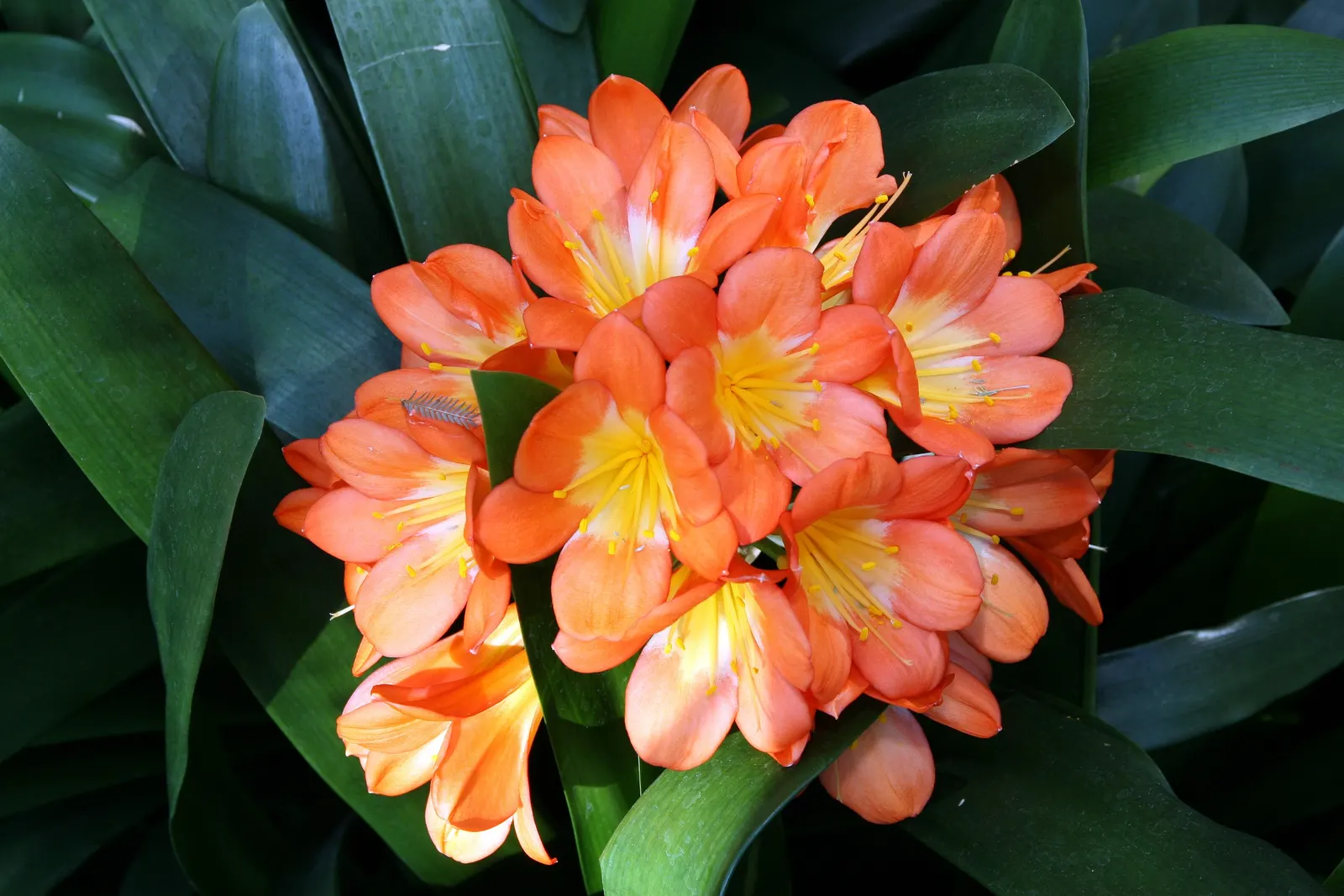 Kaffir Lily (Clivia Miniata) — the Kaffir Lily produces stems topped with clusters of up to 20 trumpet-shaped flowers; the Kaffir Lily yields best, image 72
