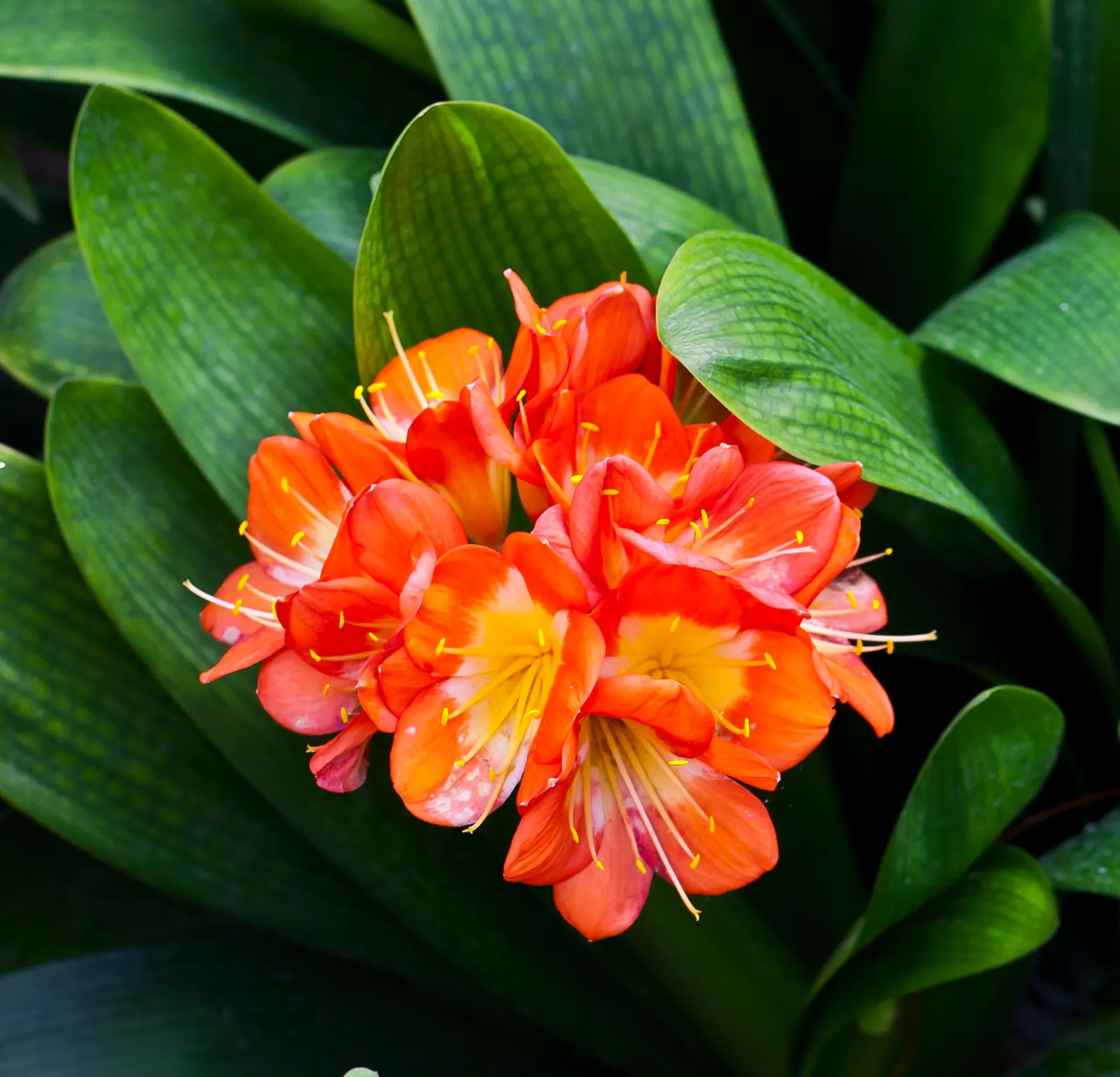 Kaffir Lily (Clivia Miniata) — shrub for half or shade; the Kaffir Lily yields best results when left undisturbed, image 112