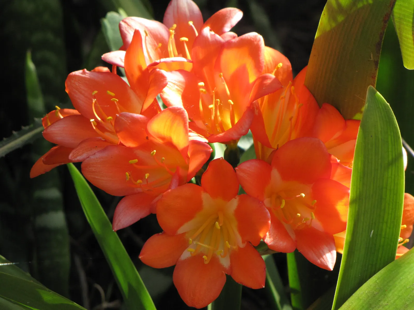 Kaffir Lily (Clivia Miniata) — Its dark green leaves are smooth and arch gracefully, reaching up to 2 inches wide and 18 inches in length