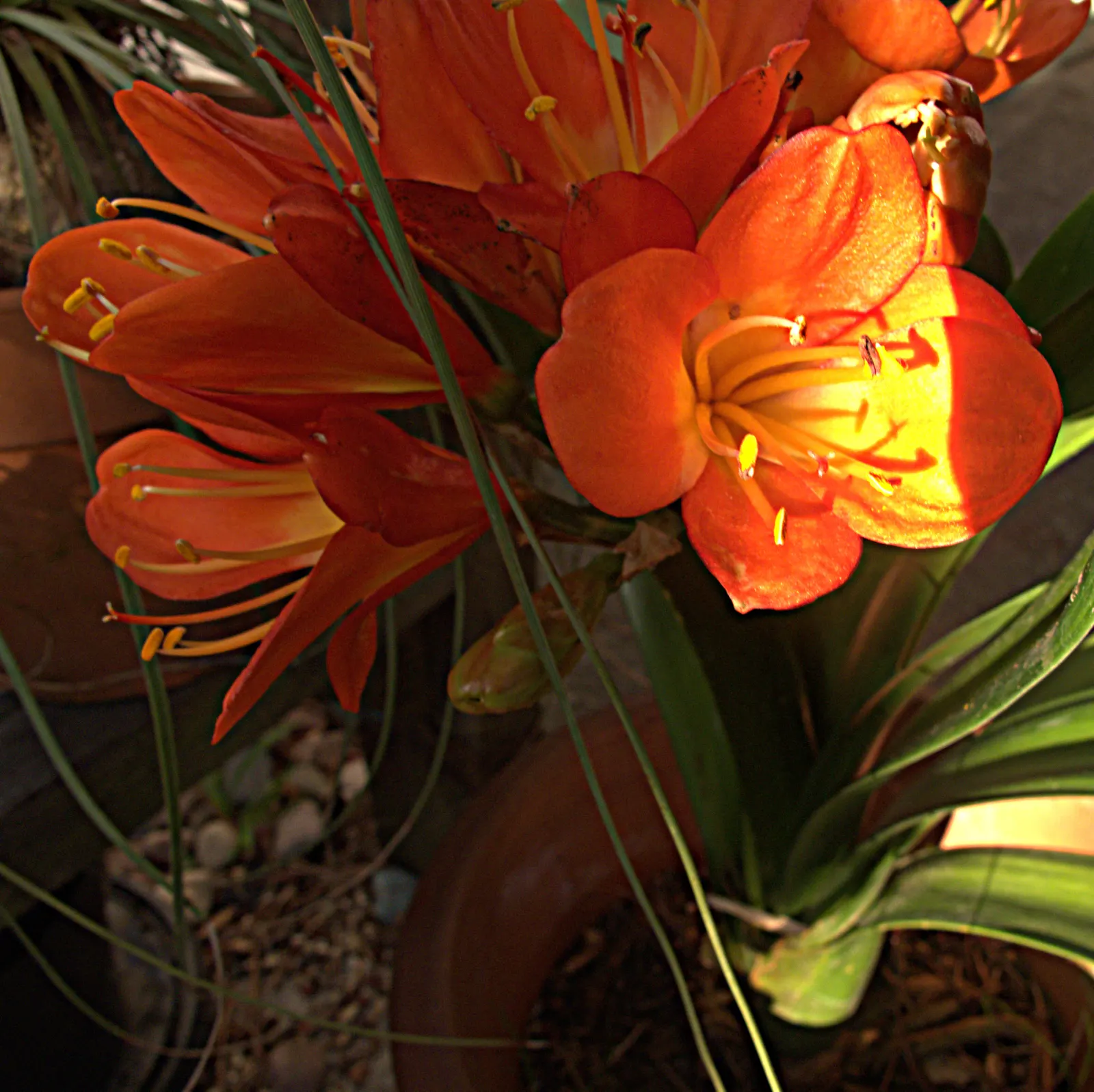 Kaffir Lily (Clivia Miniata) — forming a clump that does not exceed 2 feet in width; the blooms display a vivid range of colors from deep orange to, image 95