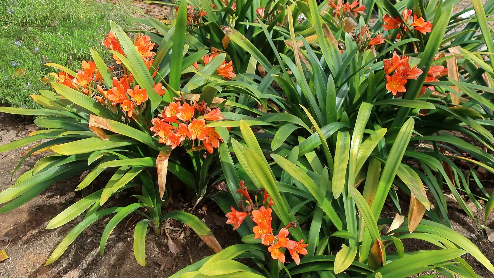 Kaffir Lily (Clivia Miniata) — it may produce attractive; the Kaffir Lily yields best results when left undisturbed, image 104