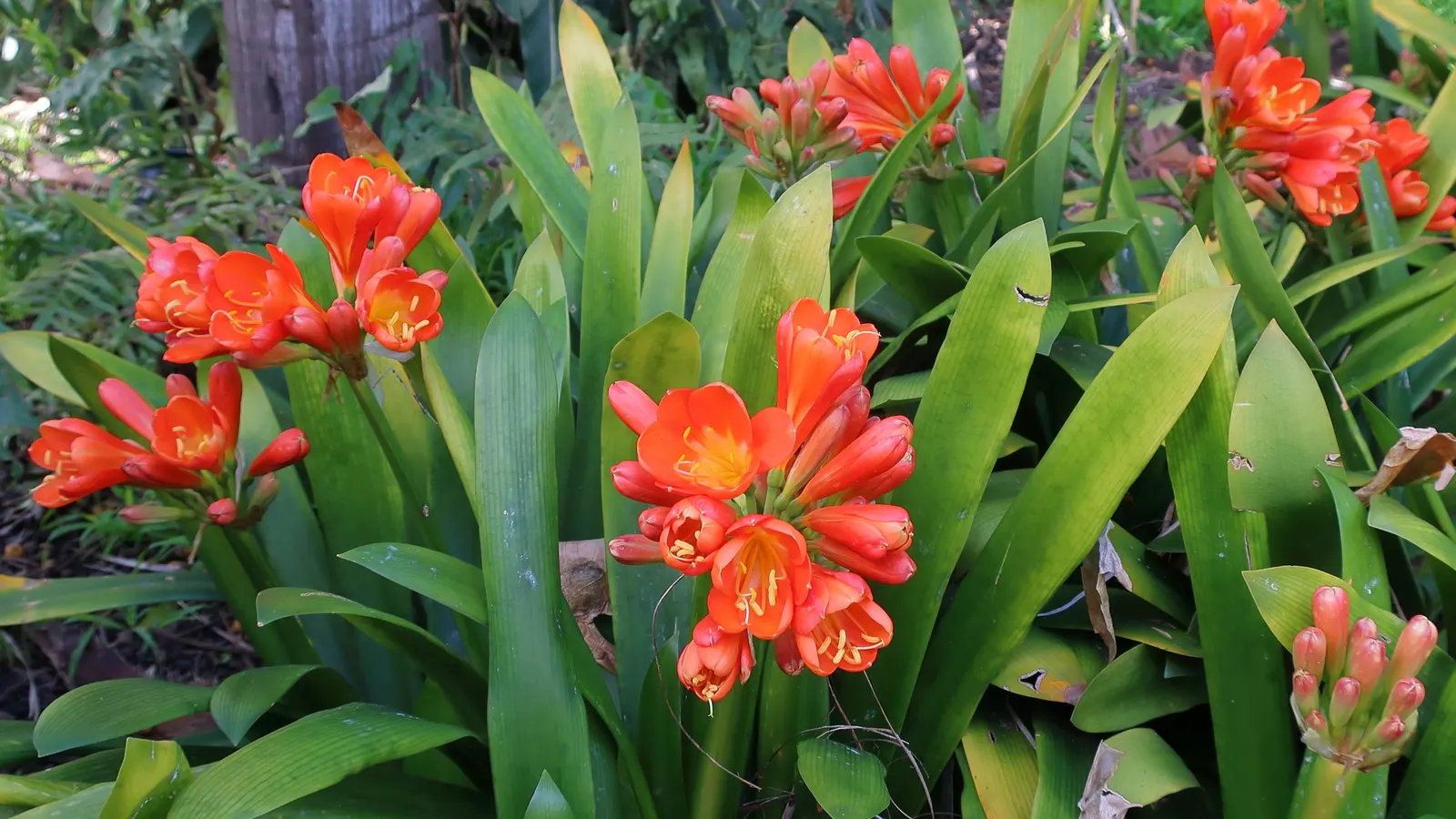 Kaffir Lily (Clivia Miniata) — with some varieties offering yellow or cream flowers; the blooms display a vivid range of colors from deep orange to, image 103