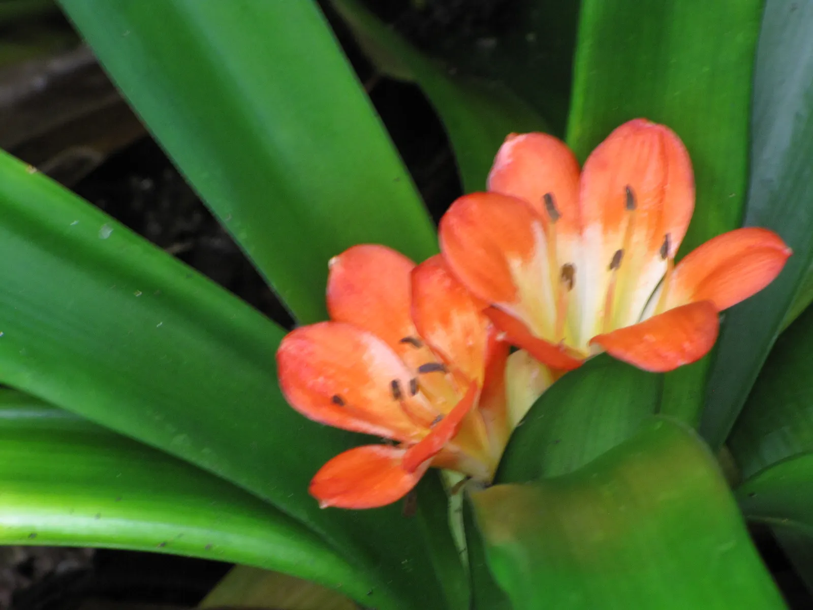 Kaffir Lily (Clivia Miniata) — The Kaffir Lily boasts a robust root system