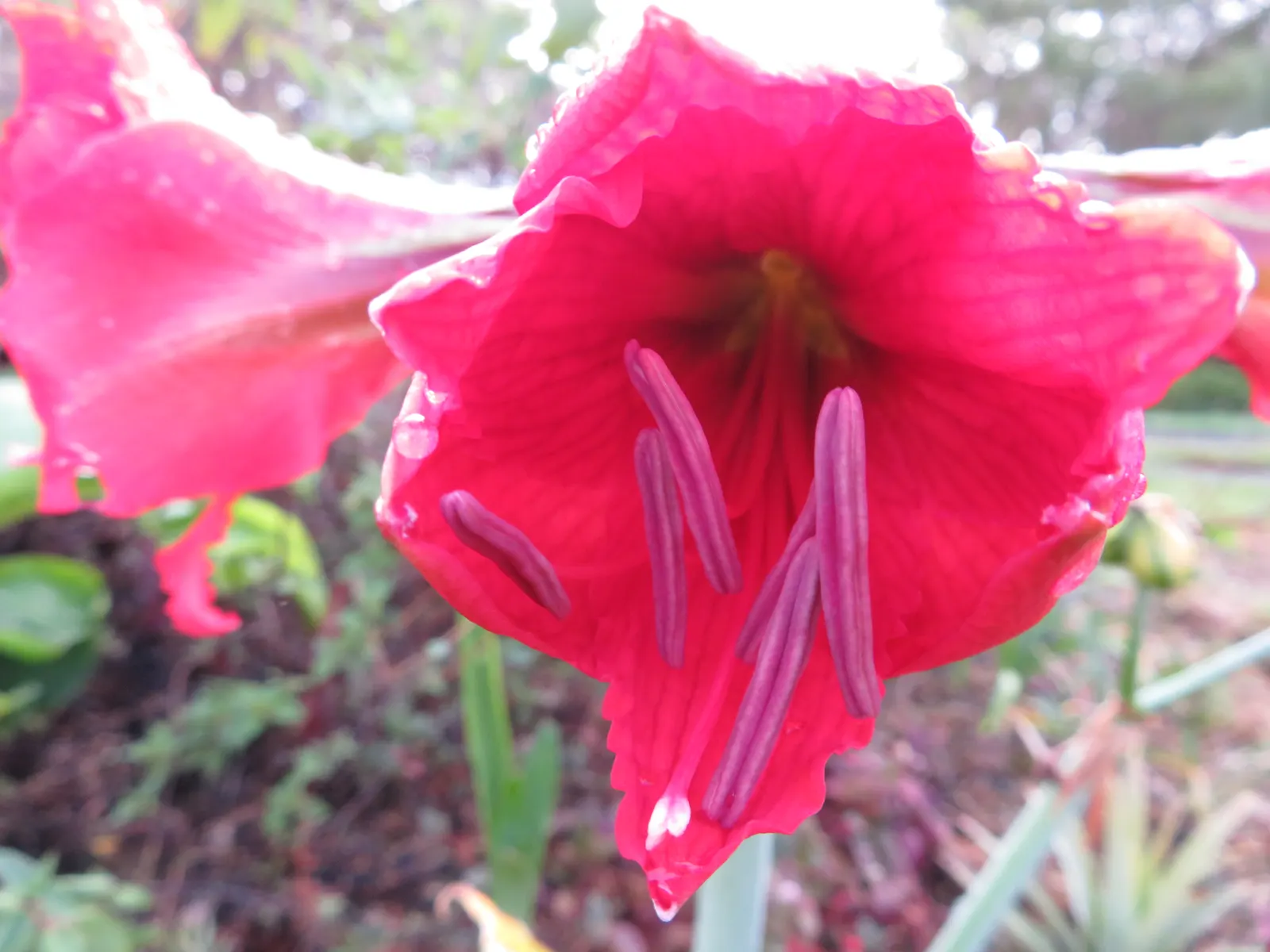 Kaffir Lily (Clivia Miniata) — forming a clump that does not exceed 2 feet in width