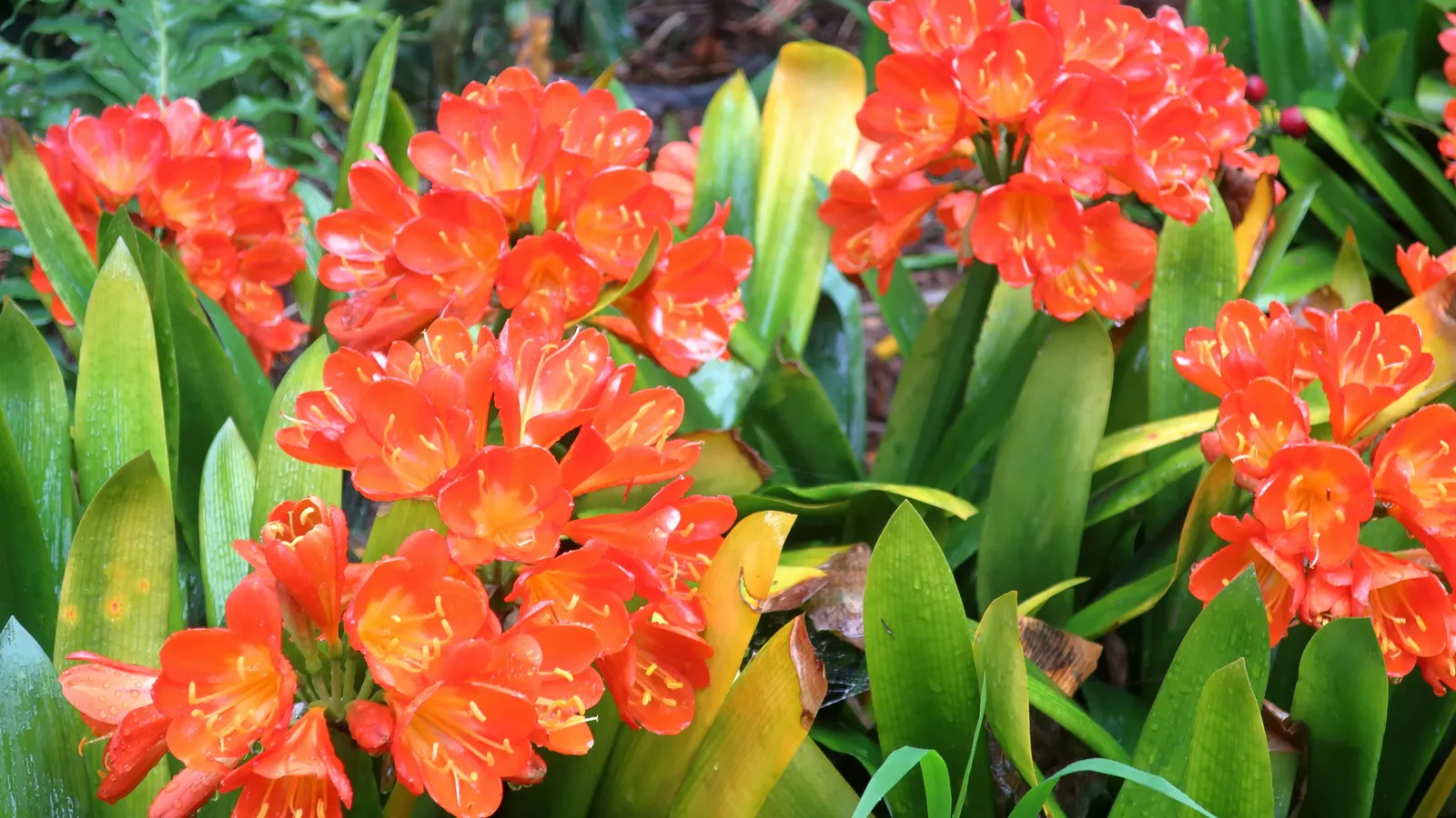 Kaffir Lily (Clivia Miniata) — Ideal for understory planting