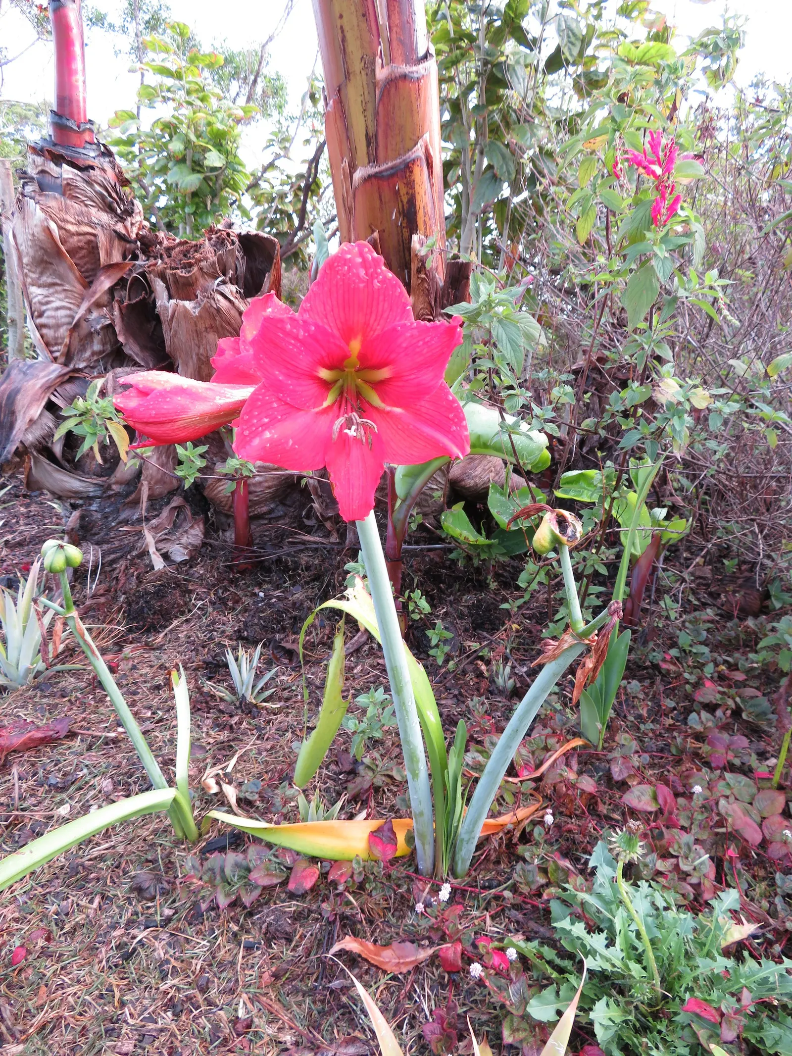 Kaffir Lily (Clivia Miniata) — The blooms display a vivid range of colors from deep orange to red