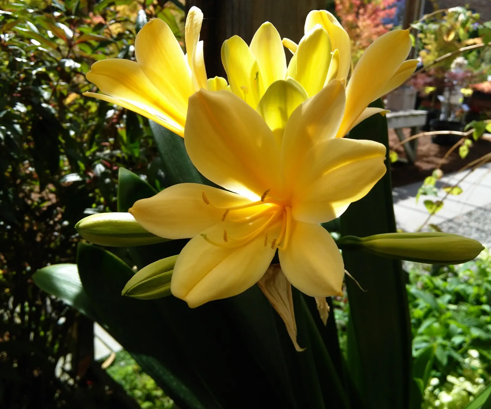 Kaffir Lily (Clivia Miniata) — shrub for half or shade; the Kaffir Lily yields best results when left undisturbed
