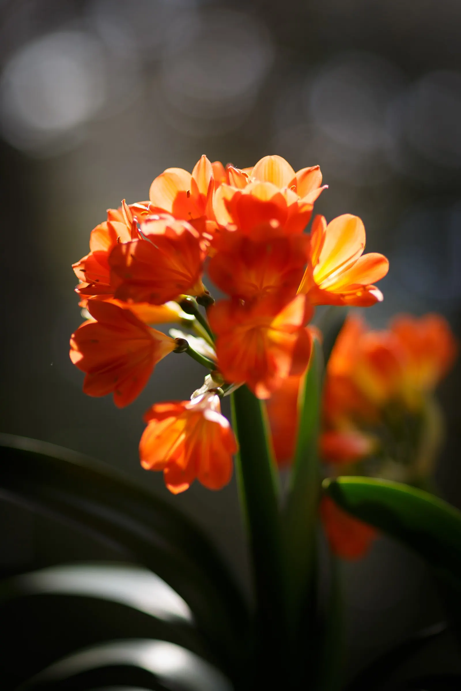 Kaffir Lily (Clivia Miniata) — Its dark green leaves are smooth and arch gracefully, reaching up to 2 inches wide and 18 inches in length; the, image 96