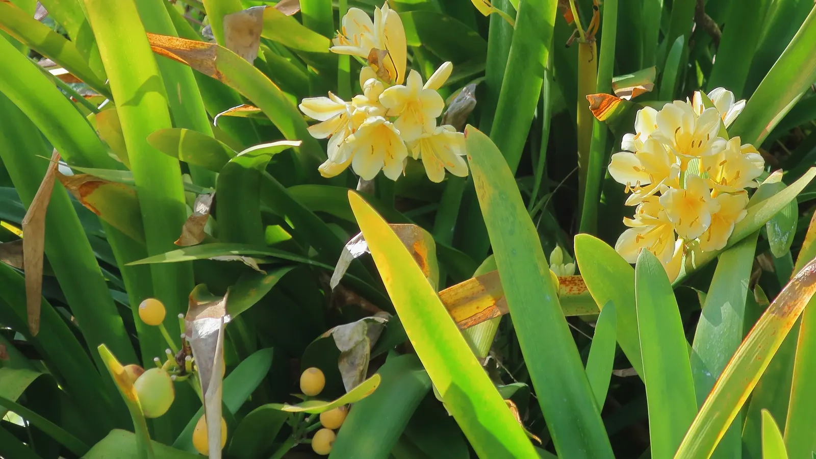 Kaffir Lily (Clivia Miniata) — consider its need for protection from direct sunlight and its frost-sensitive nature; the blooms display a vivid, image 107