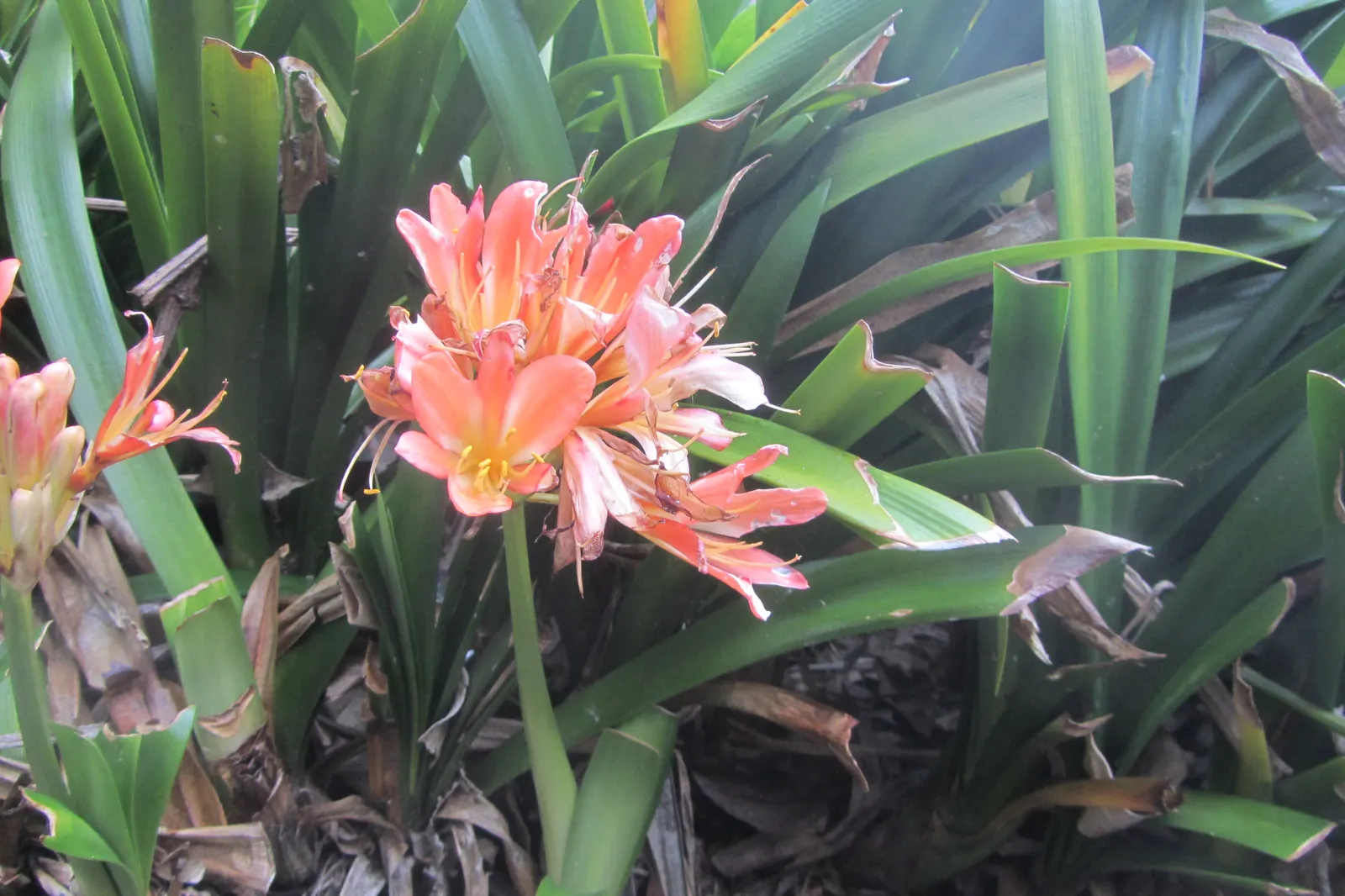 Kaffir Lily (Clivia Miniata) — Ideal for understory planting; this evergreen is drought-tolerant once established and prefers well-drained soil, image 89