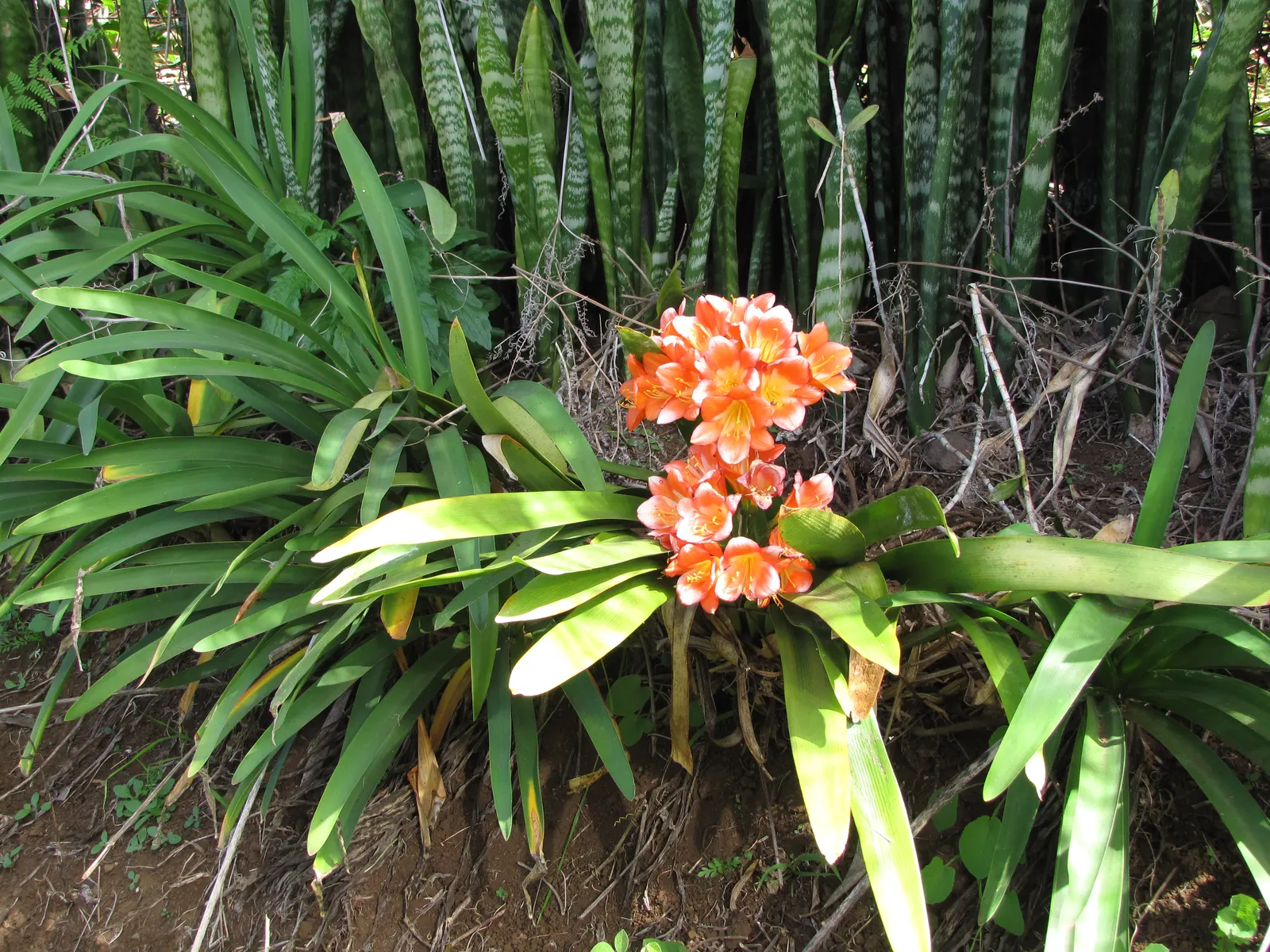 Kaffir Lily (Clivia Miniata) — allowing the plant to endure periods of drought.<br><br>In late winter to early spring