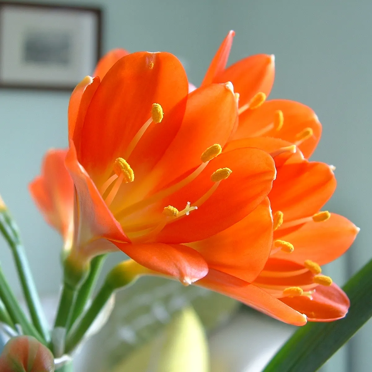 Kaffir Lily (Clivia Miniata) — the Kaffir Lily produces stems topped with clusters of up to 20 trumpet-shaped flowers; the Kaffir Lily yields best, image 100