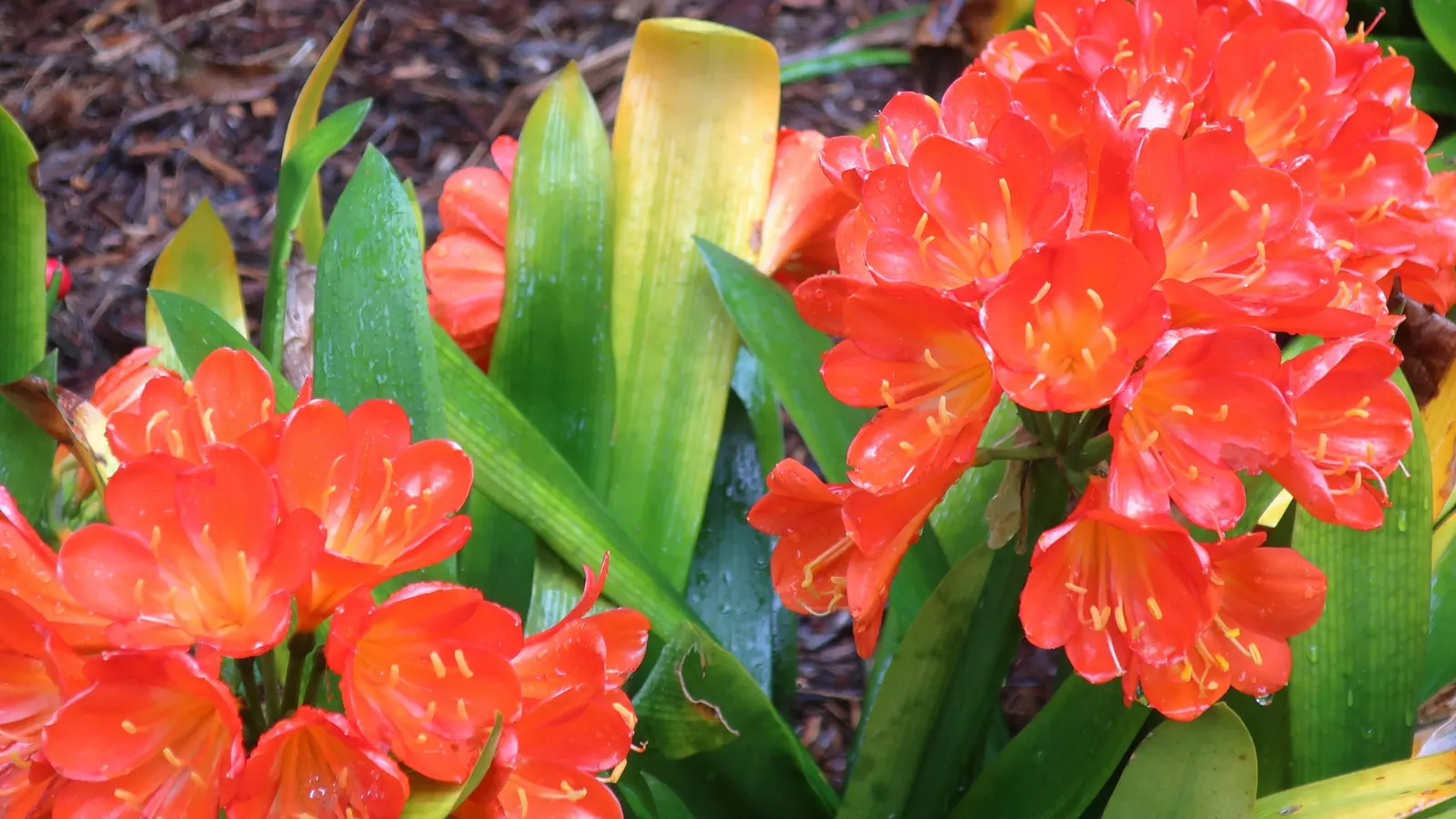 Kaffir Lily (Clivia Miniata) — In late winter to early spring, it boasts vivid orange-red flowers in clusters atop a 1.5-2-foot stalk