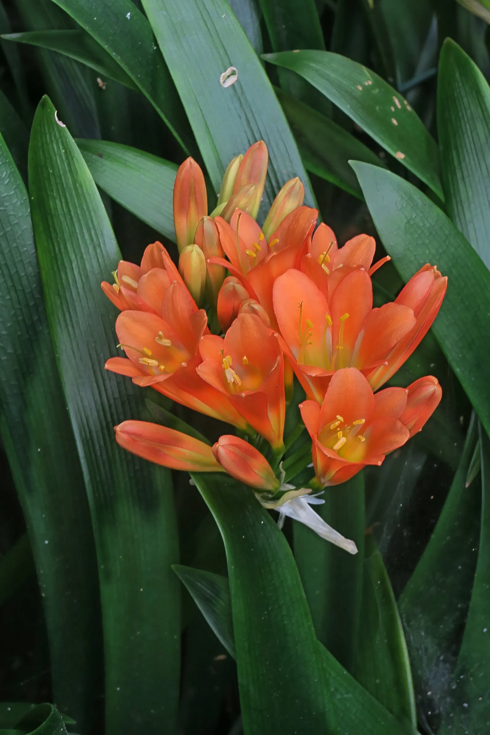 Kaffir Lily (Clivia Miniata) — This evergreen is drought-tolerant once established and prefers well-drained soil; the Kaffir Lily yields best, image 88