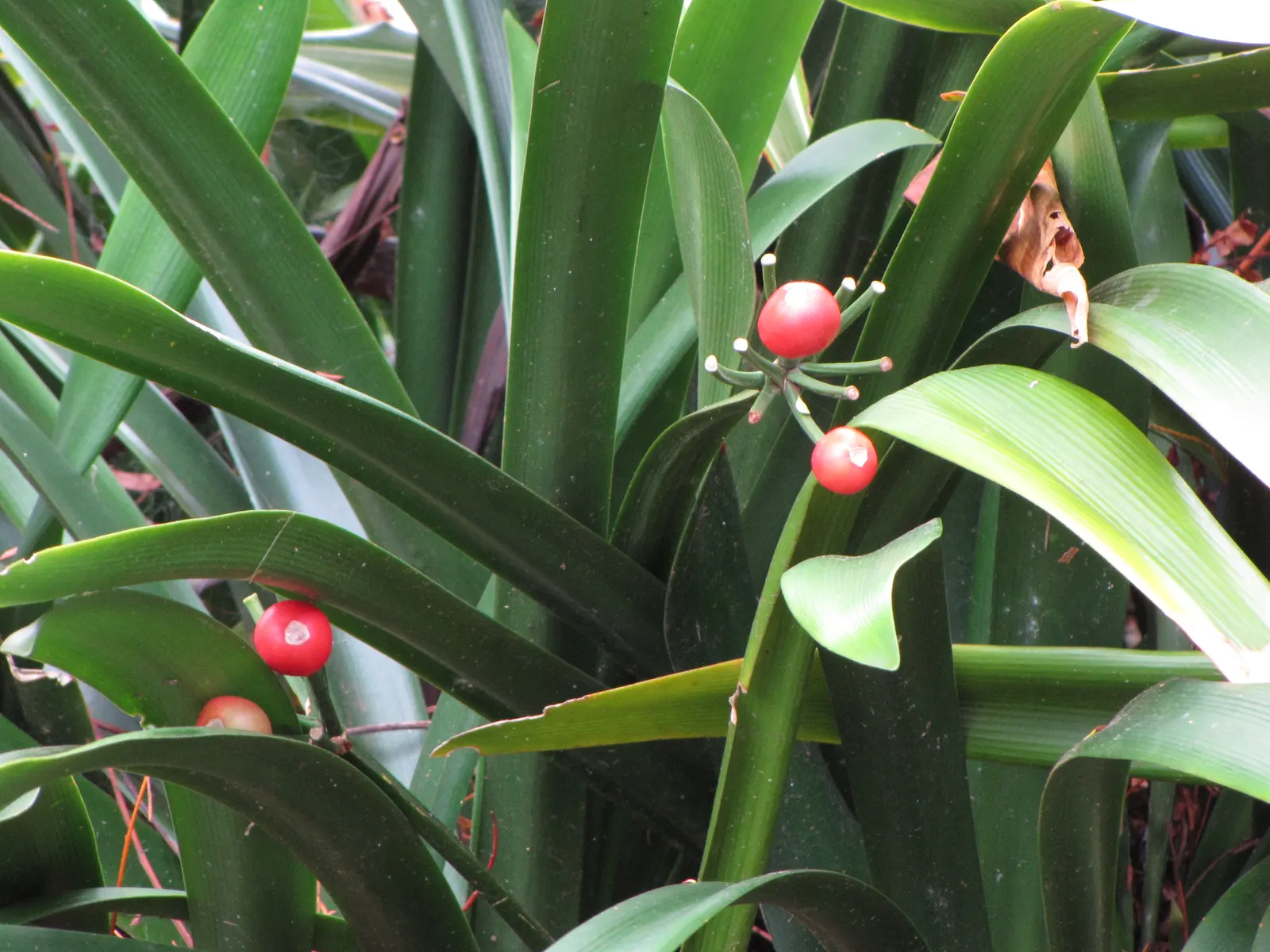 Kaffir Lily (Clivia Miniata) — allowing the plant to endure periods of drought.<br><br>In late winter to early spring; the blooms display a vivid, image 99