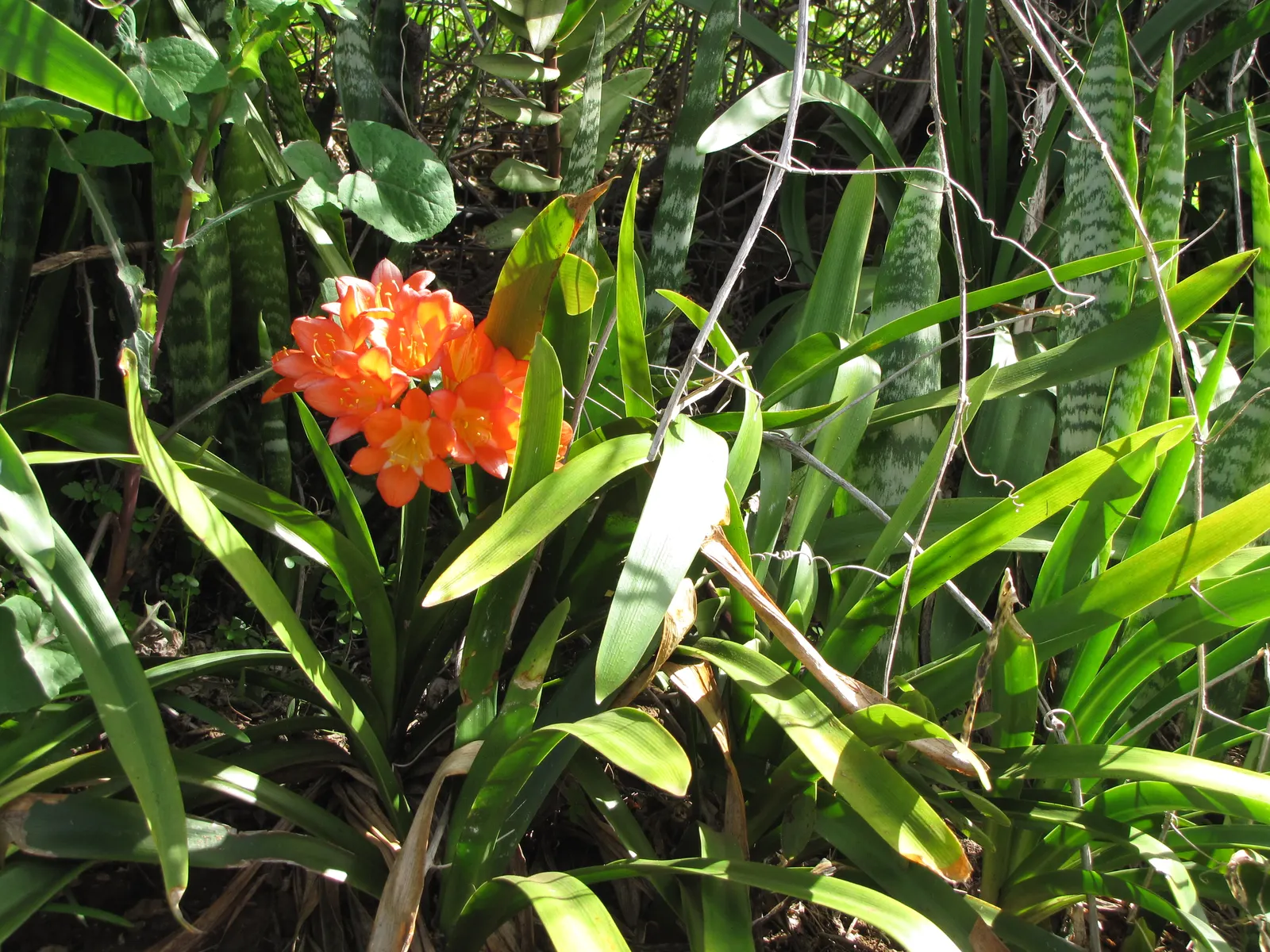 Kaffir Lily (Clivia Miniata) — the Kaffir Lily produces stems topped with clusters of up to 20 trumpet-shaped flowers