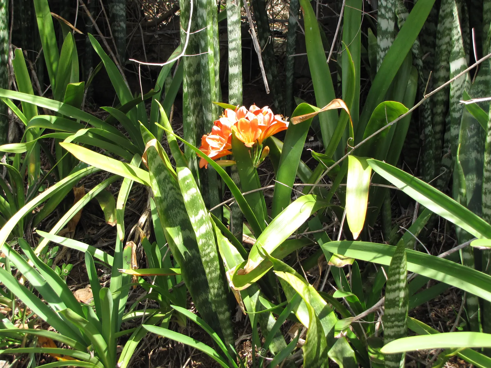 Kaffir Lily (Clivia Miniata) — fleshy roots that store water