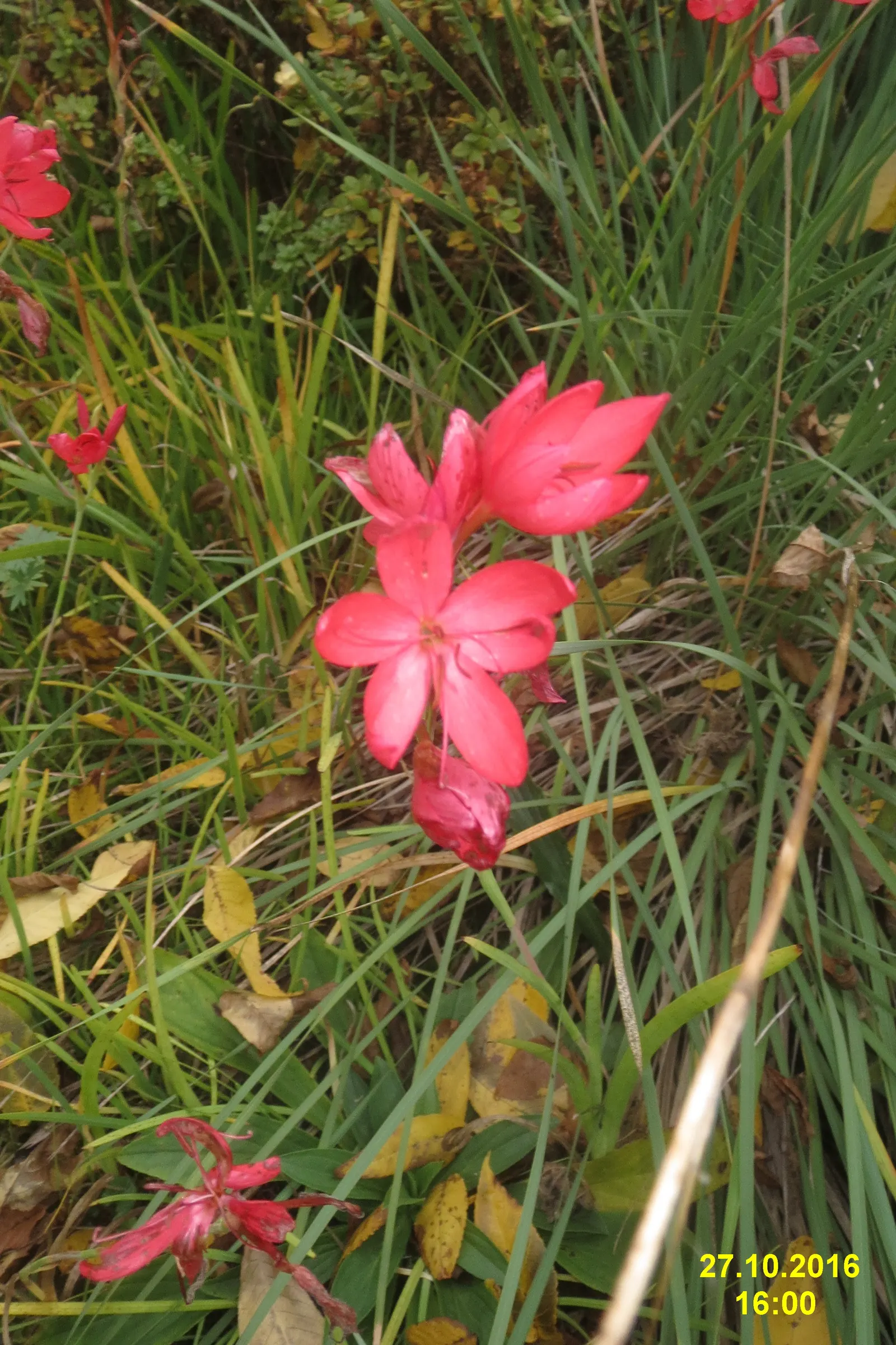 Kaffir Lily (Clivia Miniata) — it may produce attractive