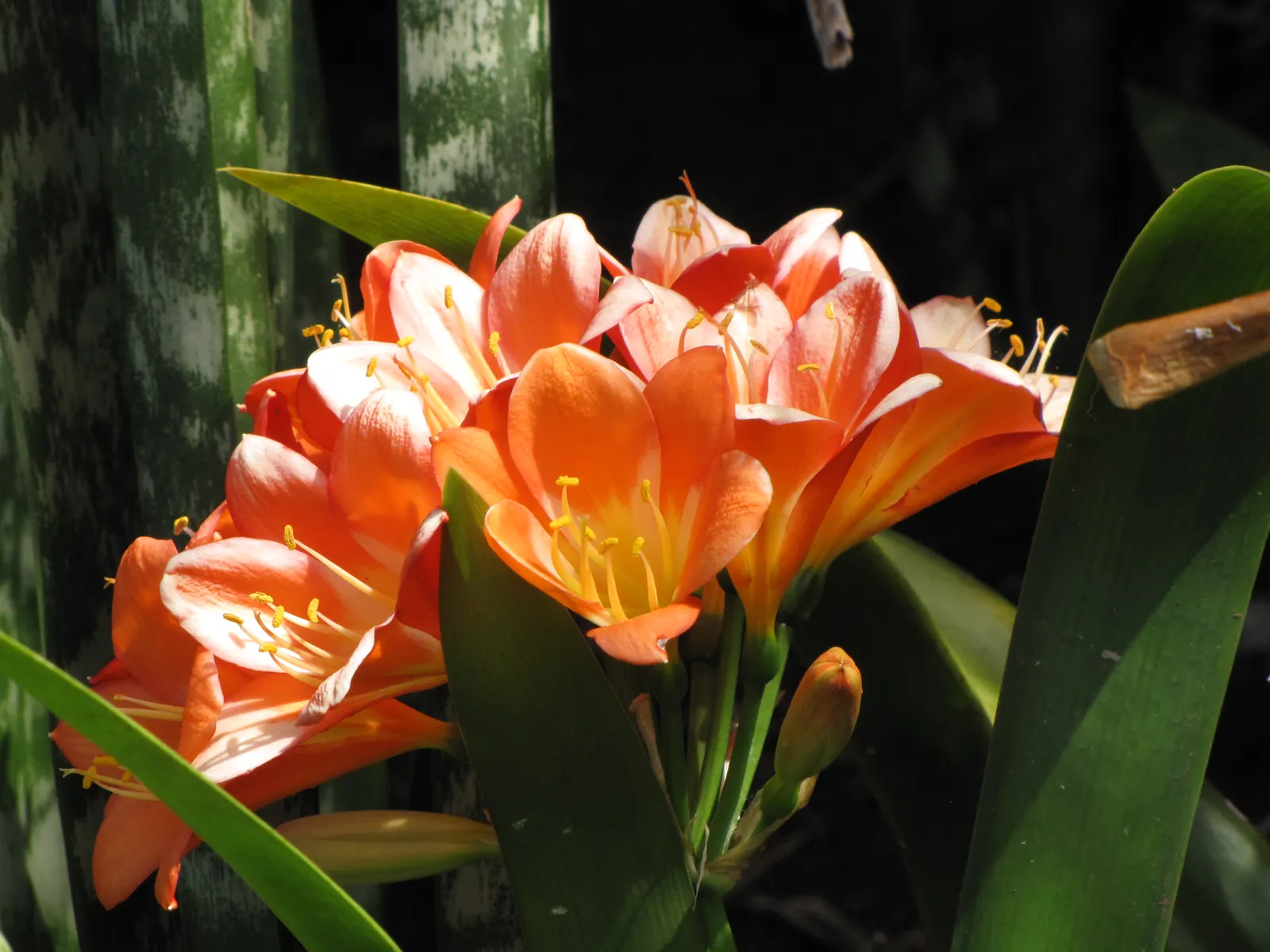 Kaffir Lily (Clivia Miniata) — also celebrated as the Bush Lily or Fire Lily