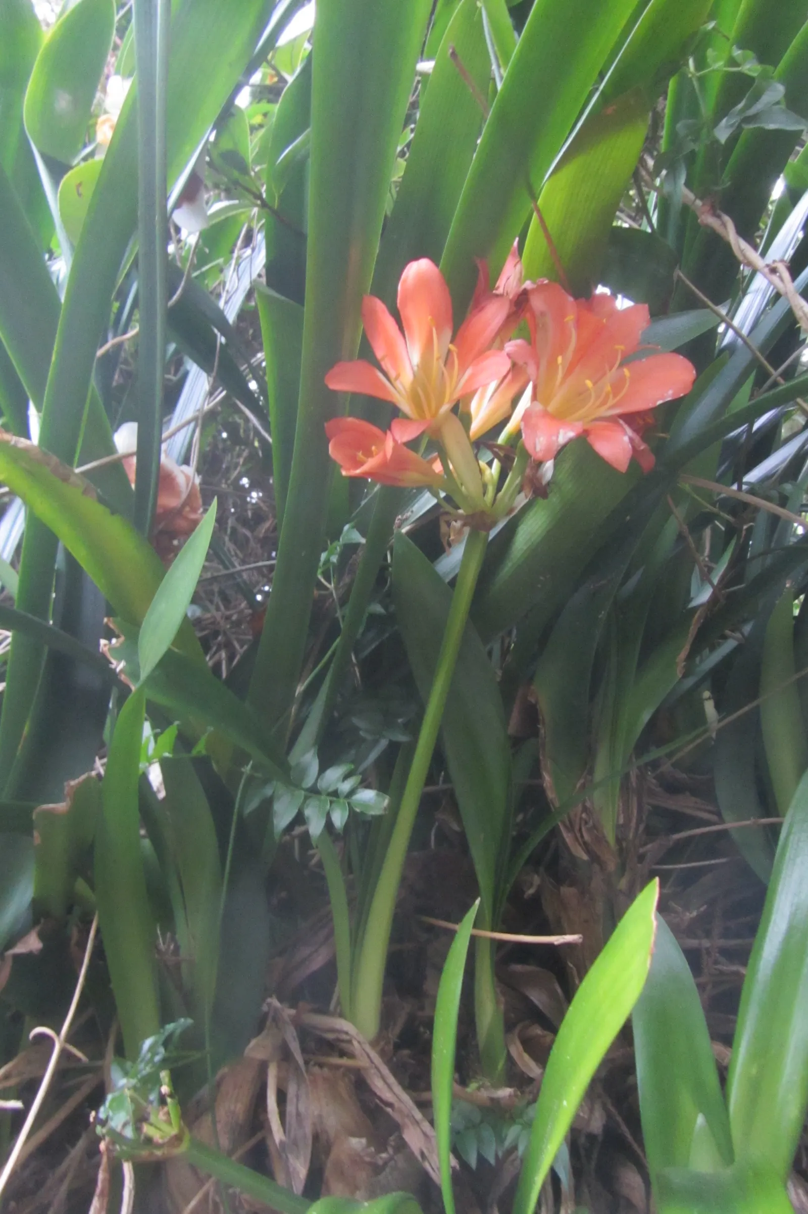 Kaffir Lily (Clivia Miniata) — lush foliage and striking blossoms; the blooms display a vivid range of colors from deep orange to red, image 91