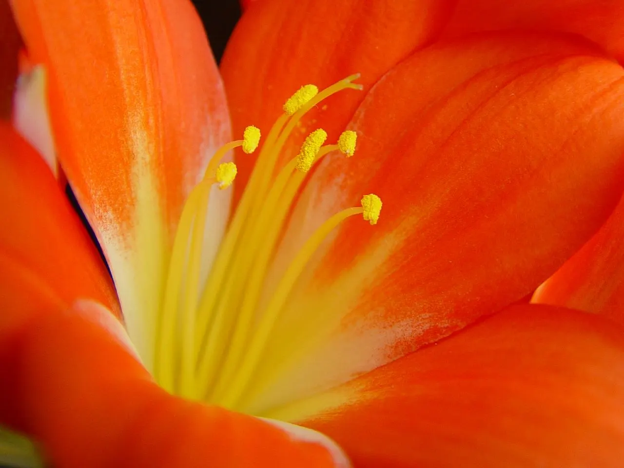 Kaffir Lily (Clivia Miniata) — In late winter to early spring, it boasts vivid orange-red flowers in clusters atop a 1.5-2-foot stalk; the blooms, image 87