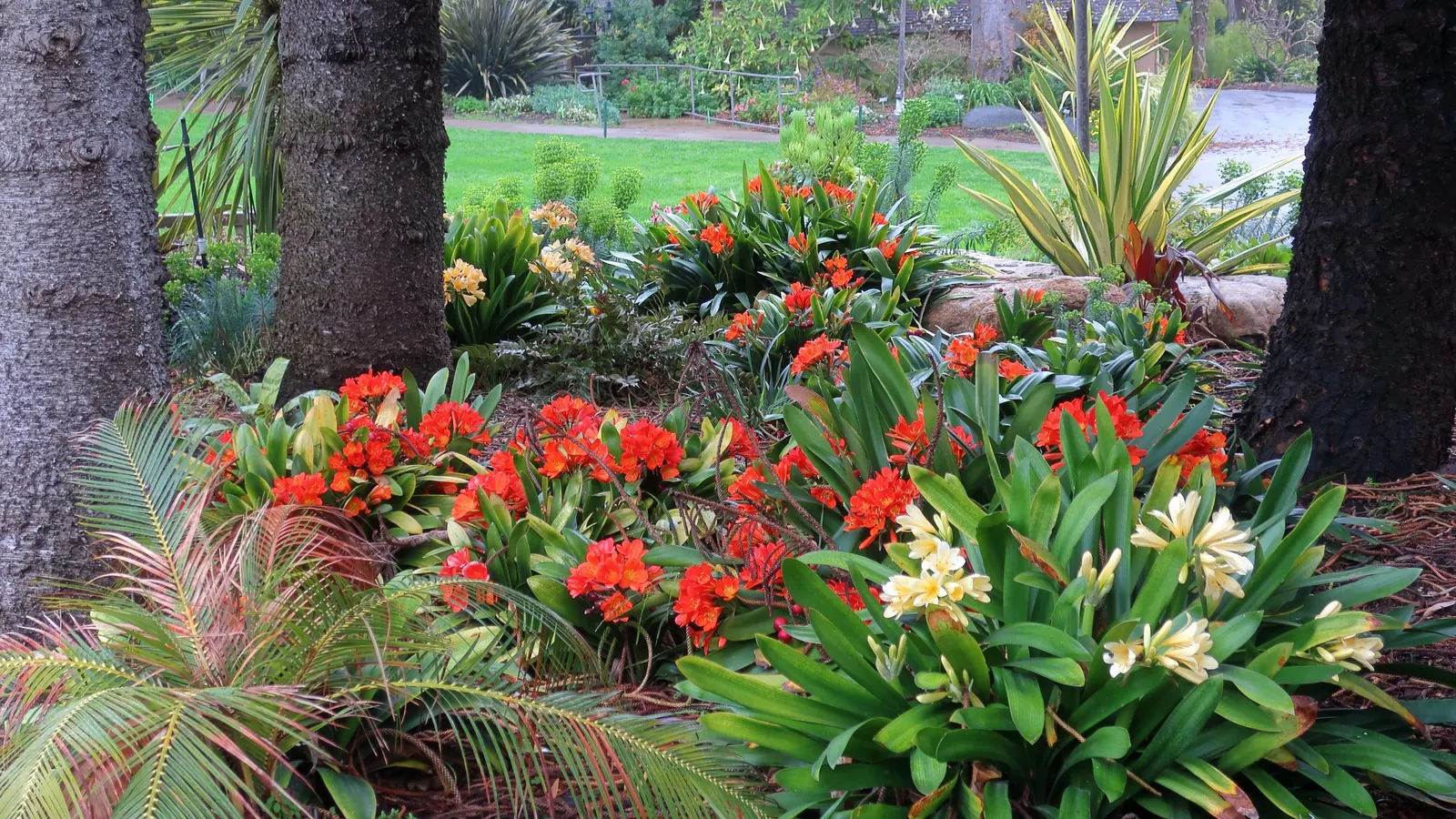 Kaffir Lily (Clivia Miniata) — it enhances landscapes with its low-maintenance