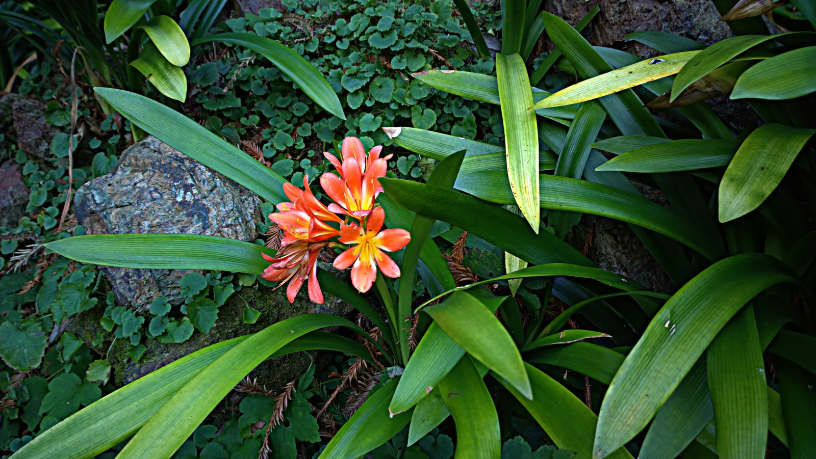 Kaffir Lily (Clivia Miniata) — shade-loving perennial appreciated for its vibrant blooms and lush; forming a clump that does not exceed 2 feet in, image 94