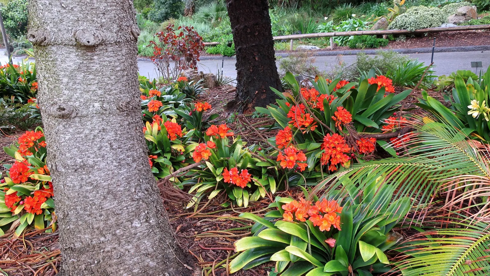 Kaffir Lily (Clivia Miniata) — The Kaffir Lily (Clivia miniata)