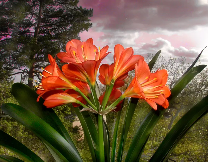 Kaffir Lily (Clivia Miniata) — the Kaffir Lily yields best results when left undisturbed; this evergreen is drought-tolerant once established and, image 109