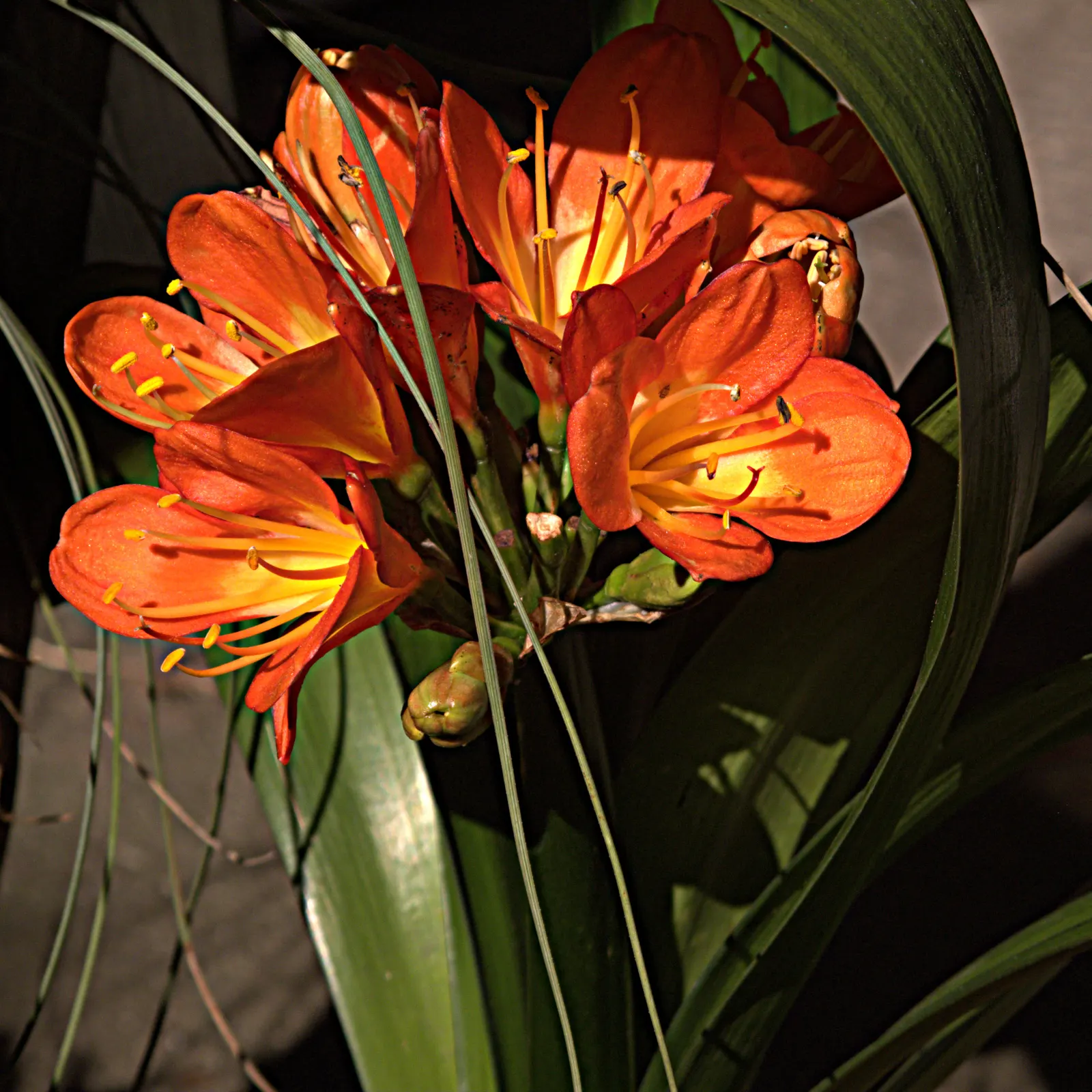 Kaffir Lily (Clivia Miniata) — The Kaffir Lily boasts a robust root system; this evergreen is drought-tolerant once established and prefers, image 97