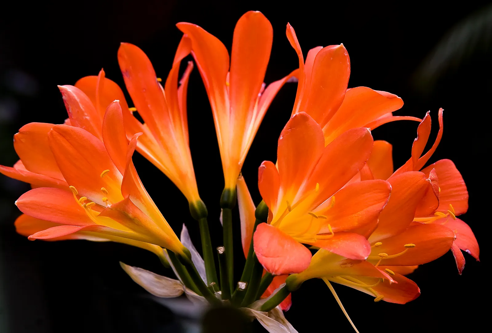 Kaffir Lily (Clivia Miniata) — When incorporating Clivia miniata into your garden design; forming a clump that does not exceed 2 feet in width, image 106