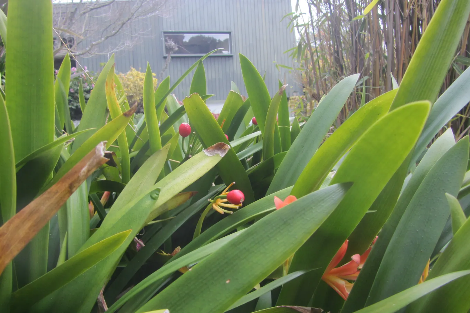 Kaffir Lily (Clivia Miniata) — The Kaffir Lily (Clivia miniata); the Kaffir Lily yields best results when left undisturbed, image 92