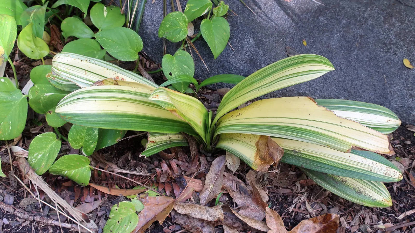 Kaffir Lily (Clivia Miniata) — it can be easily maintained indoors during winter months.<br><br>Perfect for USDA hardiness zones 9 to 11; the, image 108