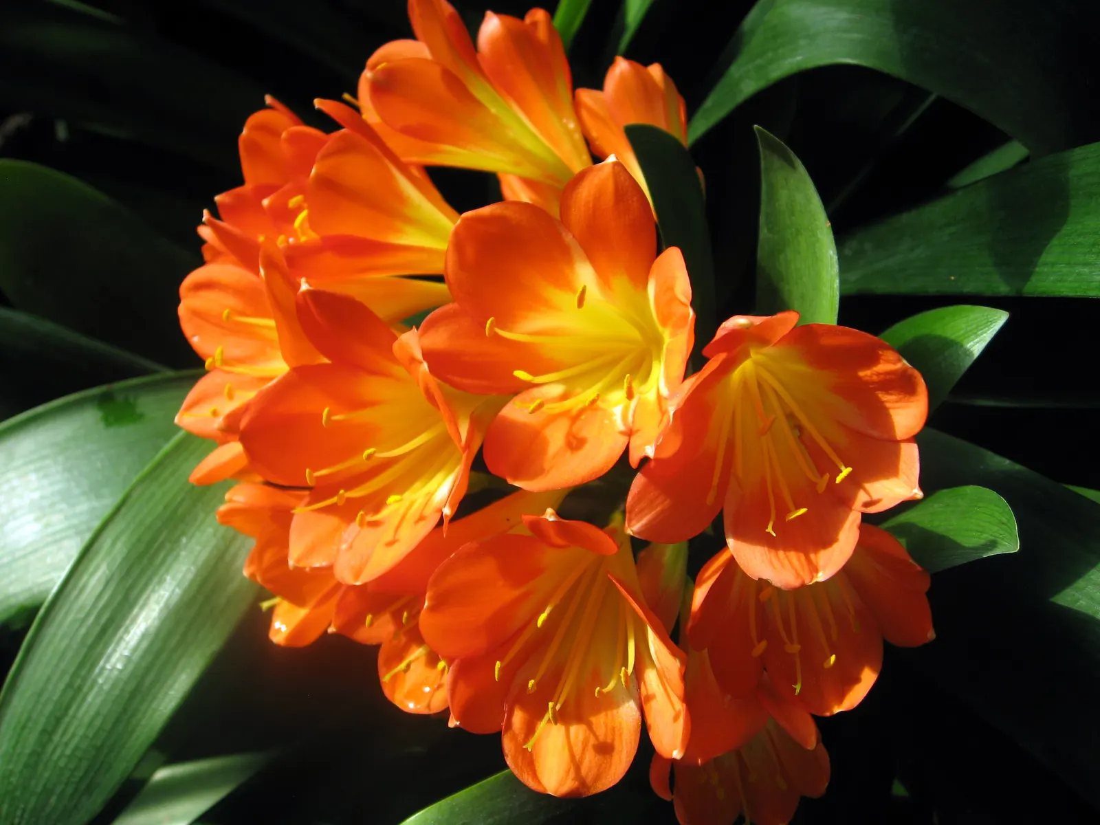 Kaffir Lily (Clivia Miniata) — orange flowers in the garden; forming a clump that does not exceed 2 feet in width, image 110