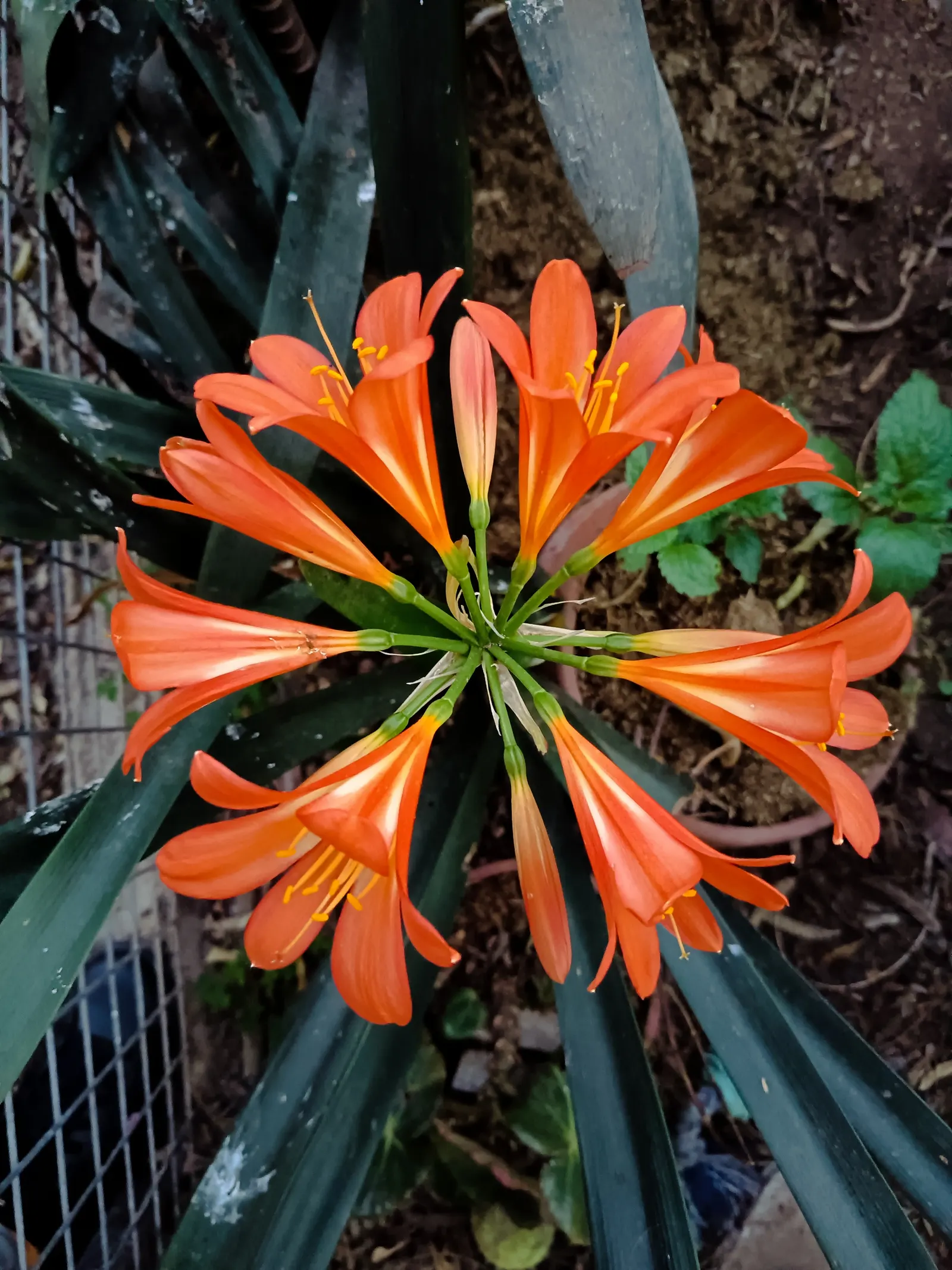 Kaffir Lily (Clivia Miniata) — also celebrated as the Bush Lily or Fire Lily; this evergreen is drought-tolerant once established and prefers, image 93
