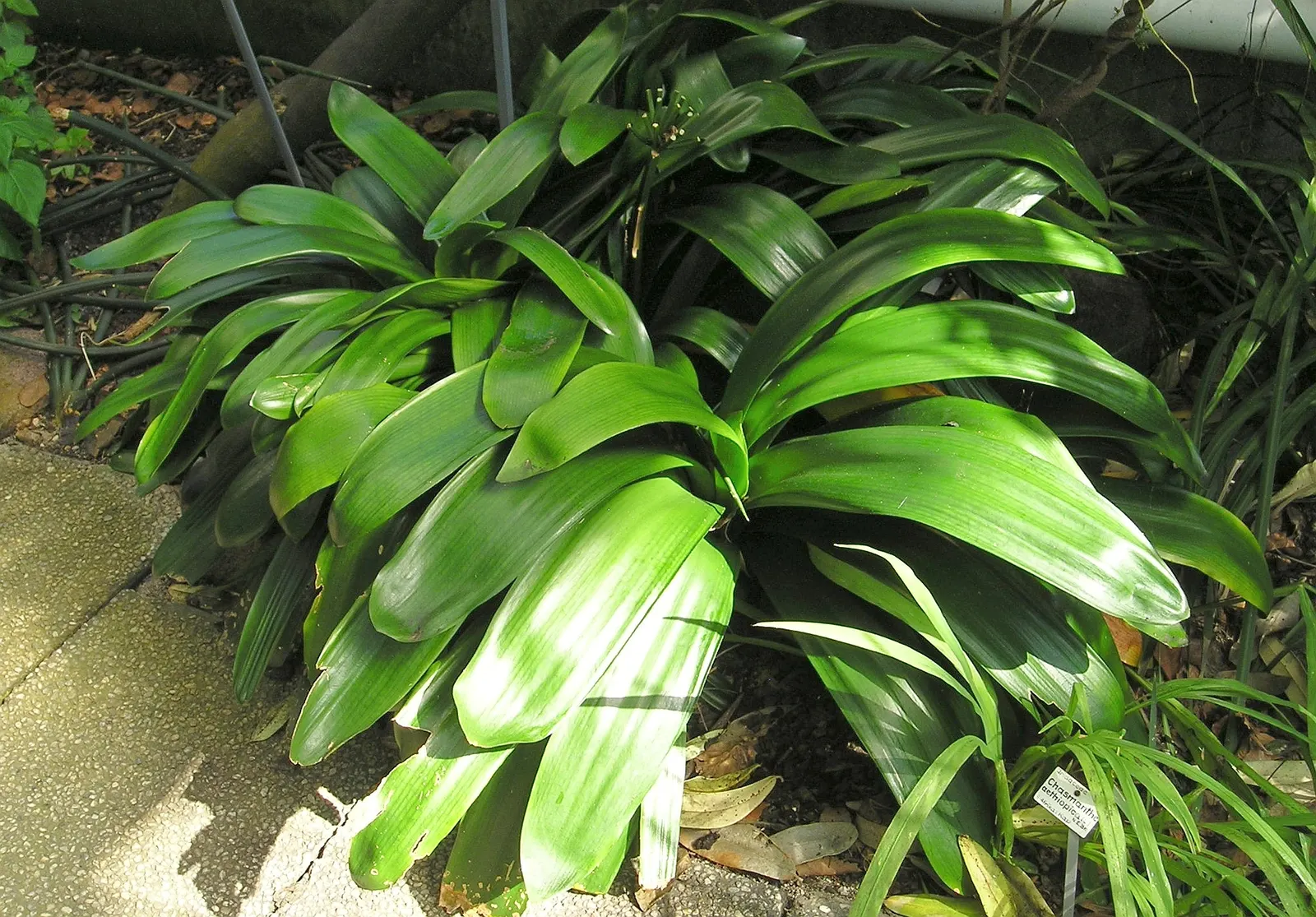 Kaffir Lily (Clivia Miniata) — it enhances landscapes with its low-maintenance; forming a clump that does not exceed 2 feet in width, image 90