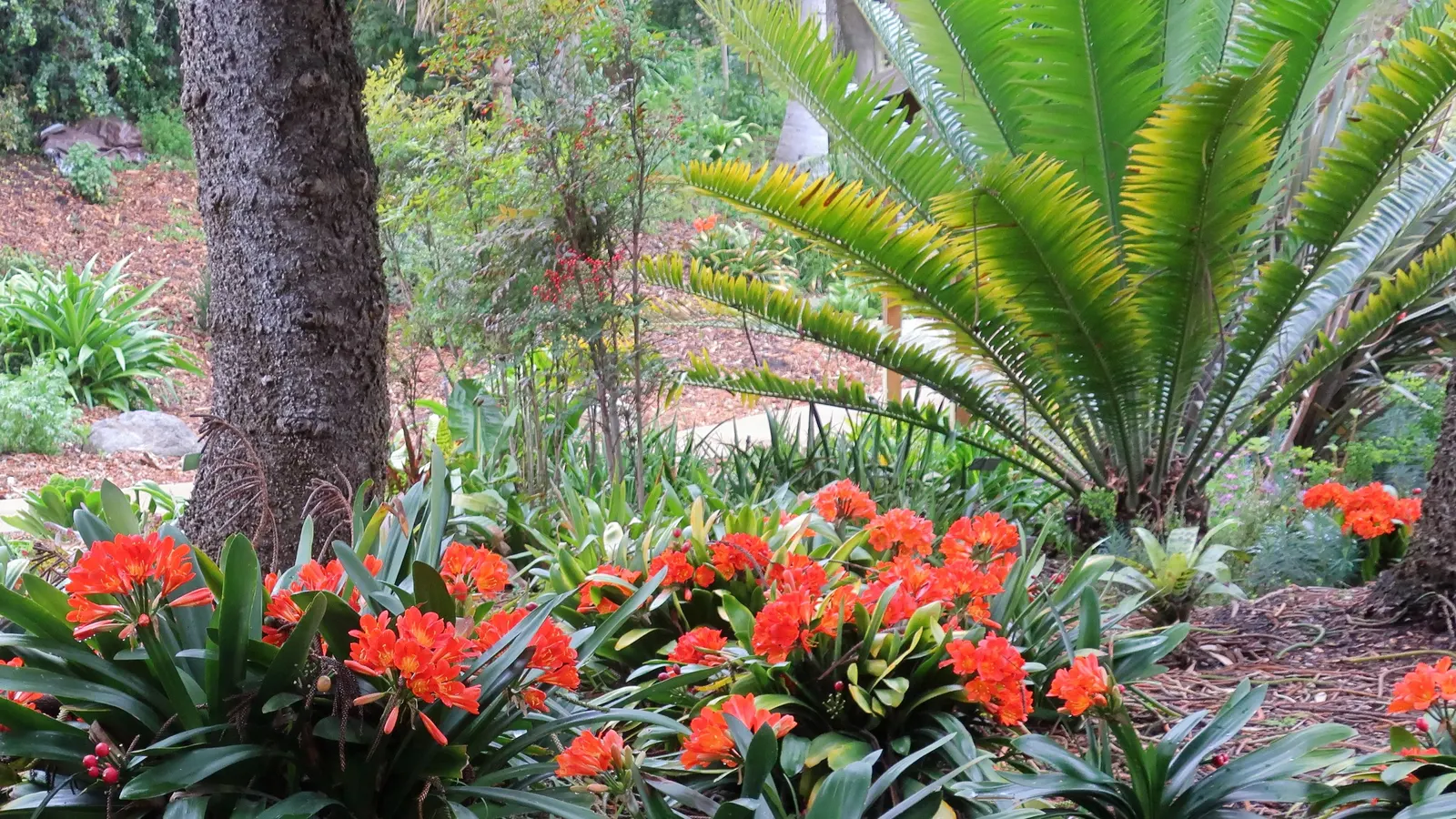 Kaffir Lily (Clivia Miniata) — This evergreen is drought-tolerant once established and prefers well-drained soil