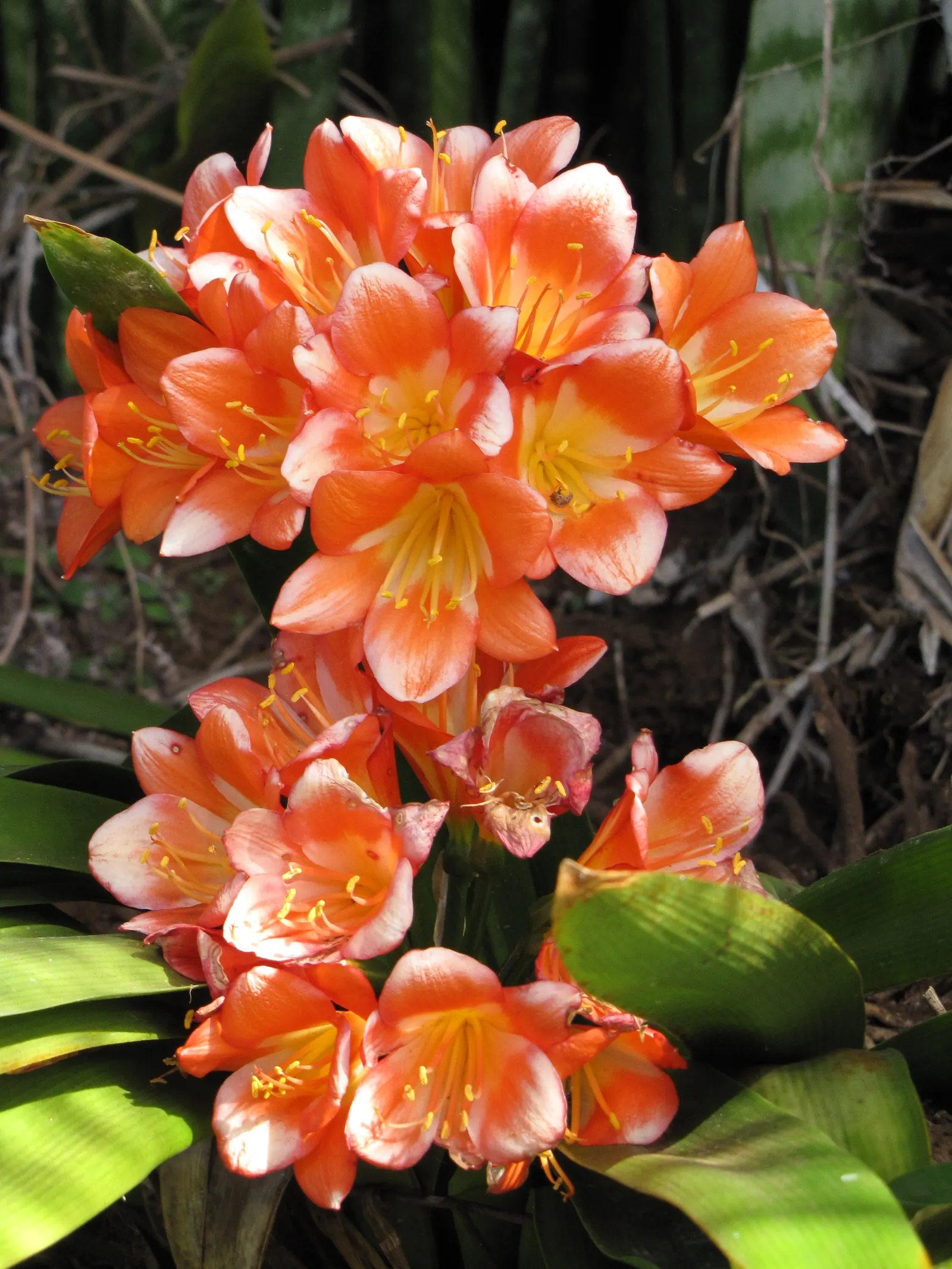 Kaffir Lily (Clivia Miniata) — shade-loving perennial appreciated for its vibrant blooms and lush