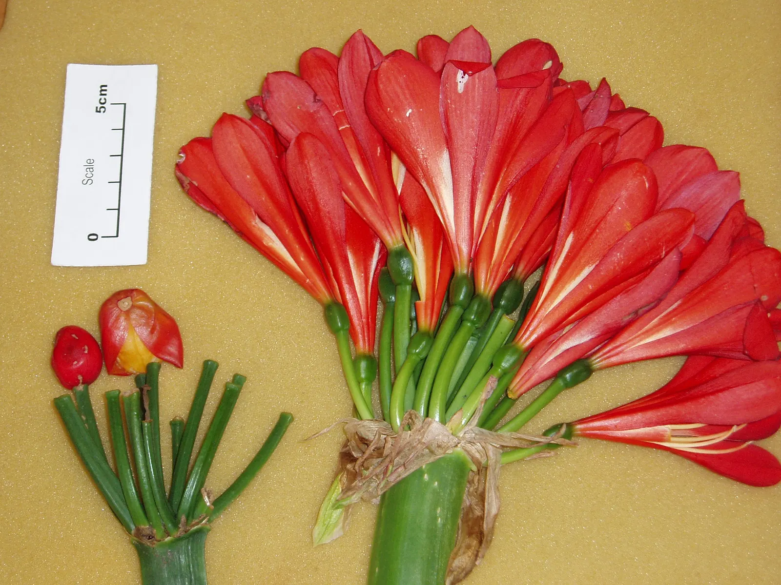 Kaffir Lily (Clivia Miniata) — fleshy roots that store water; forming a clump that does not exceed 2 feet in width, image 98