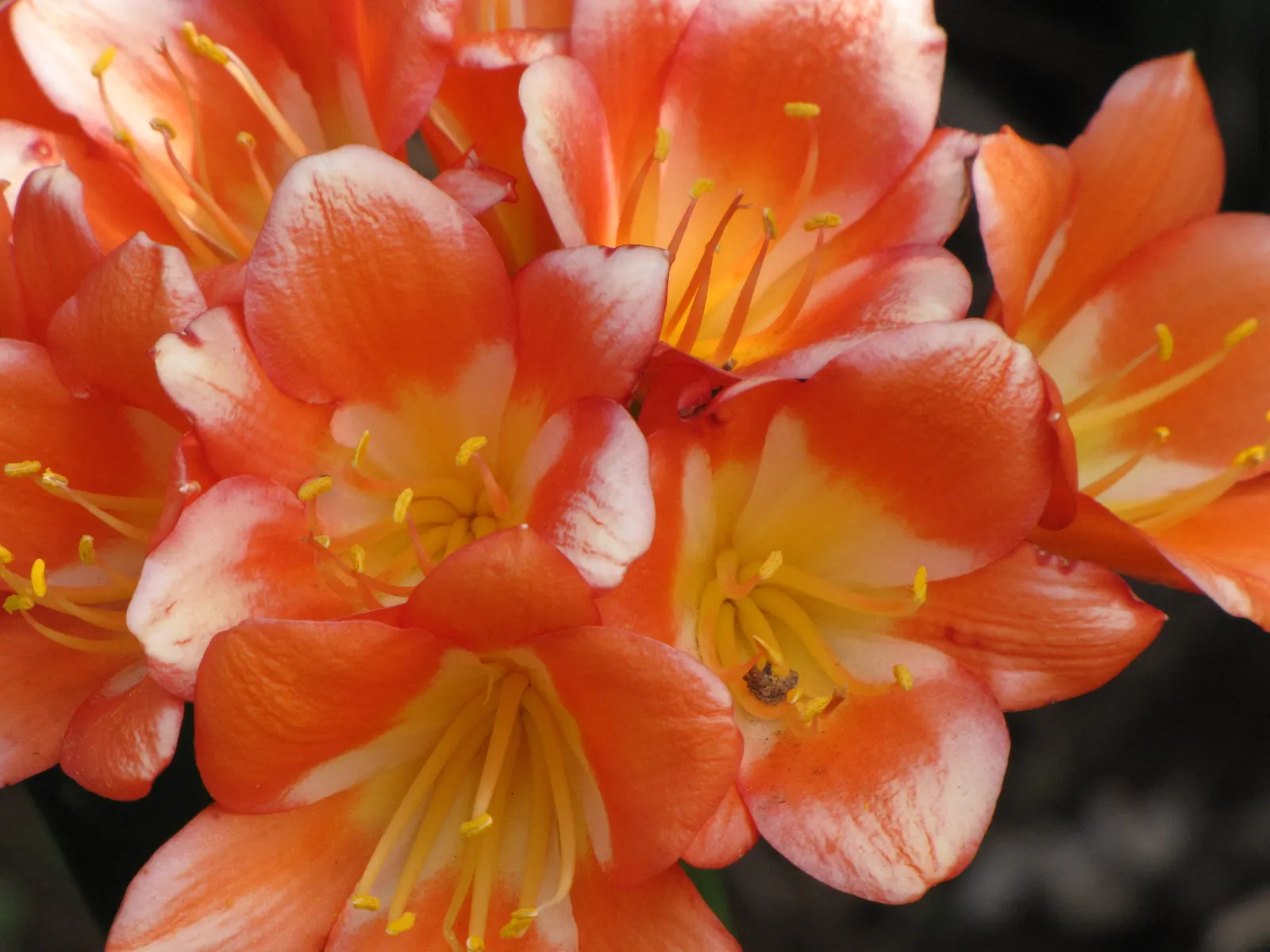 Kaffir Lily (Clivia Miniata) — lush foliage and striking blossoms