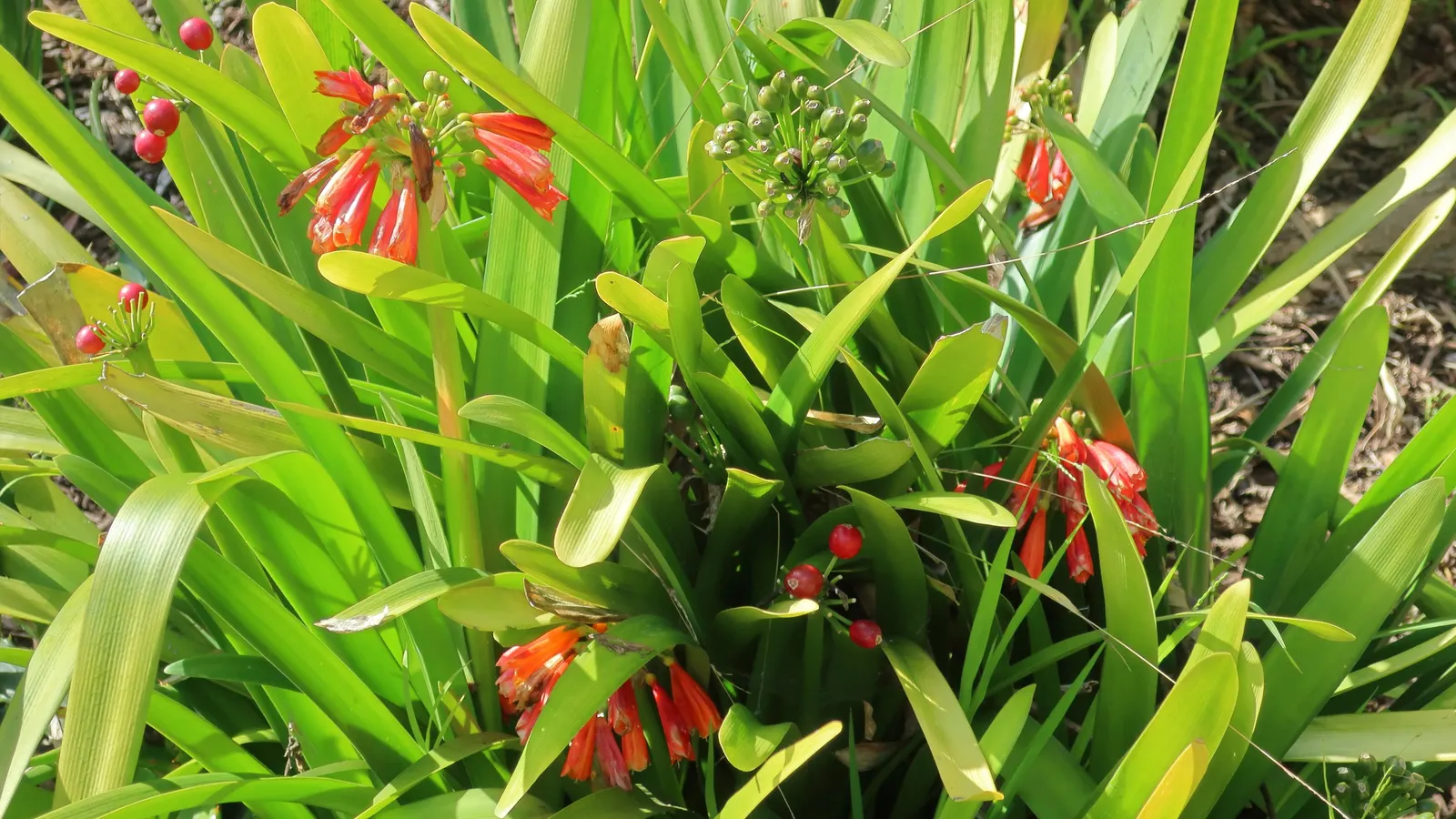 Kaffir Lily (Clivia Miniata) — each measuring about 2 to 3 inches across; this evergreen is drought-tolerant once established and prefers, image 101