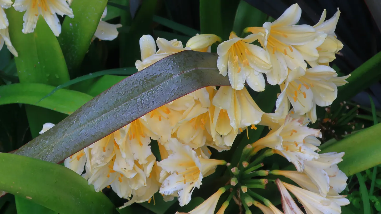 Kaffir Lily (Clivia Miniata) — strap-like green leaves reaching 2-3 feet in length