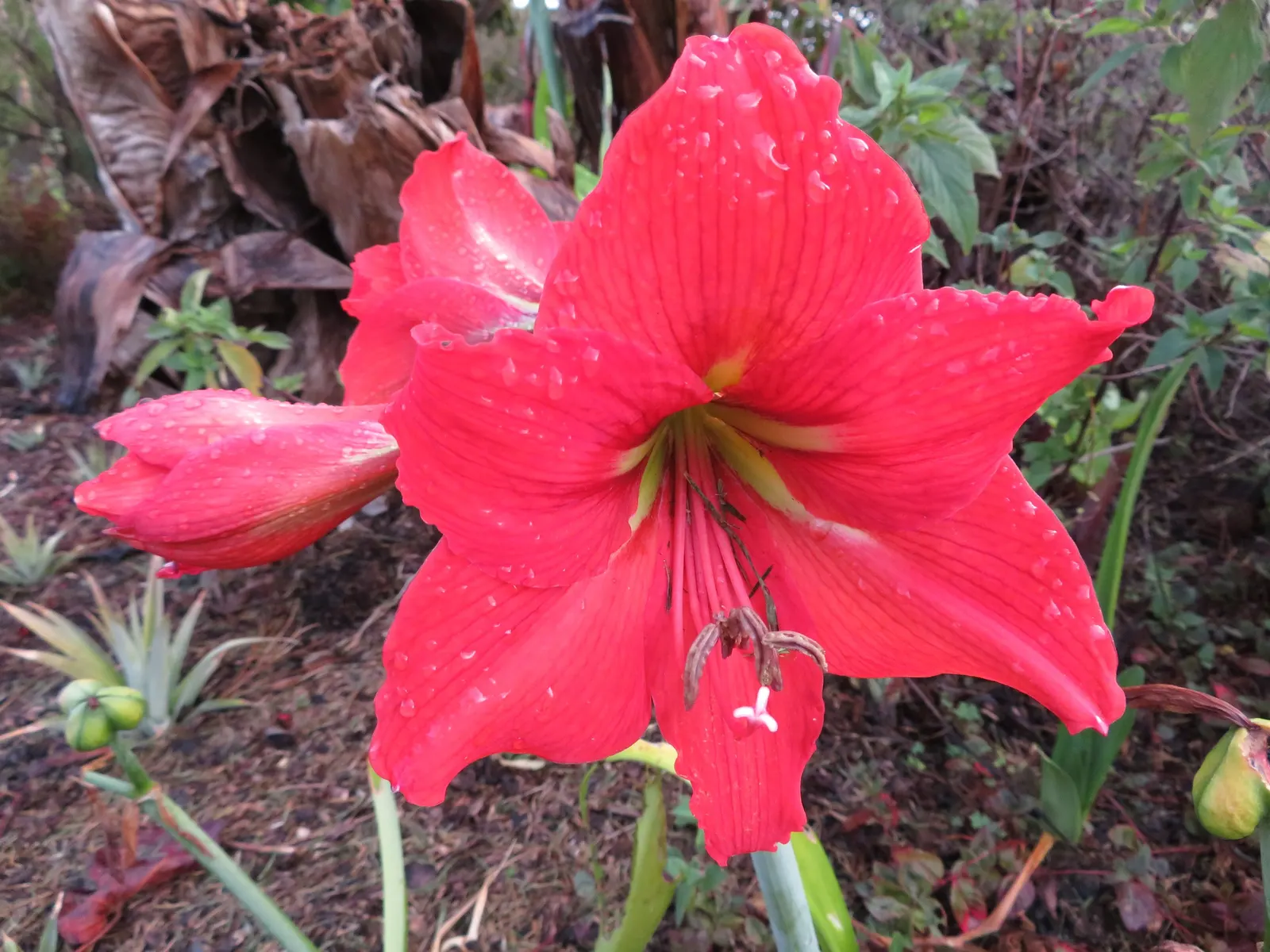 Kaffir Lily (Clivia Miniata) — red berries.<br><br>This plant prefers well-drained soil and requires minimal feeding
